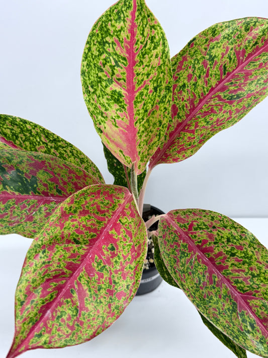 Aglaonema Karat Hybrid O78