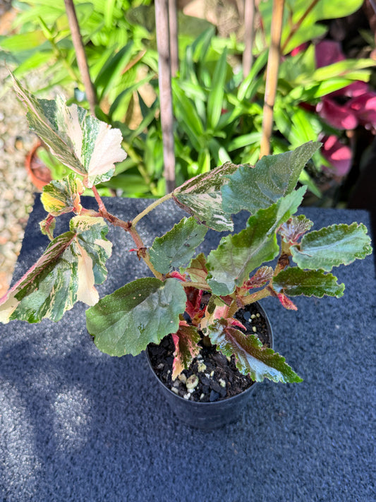 Begonia Ginny Galaxy Variegata M27