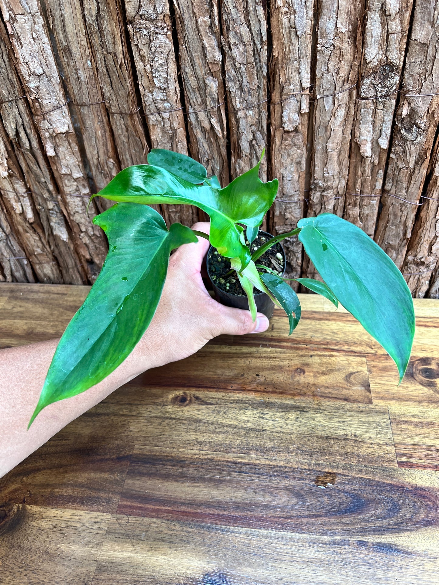 Philodendron Glad Hands - New Release C223