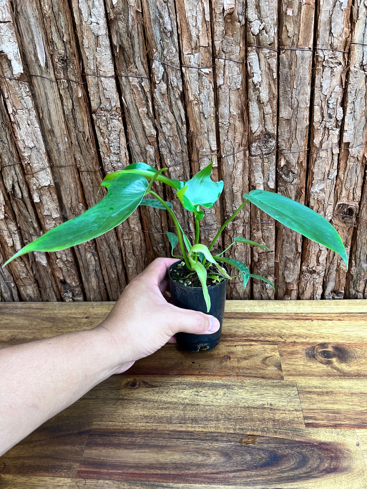 Philodendron Glad Hands - New Release C223