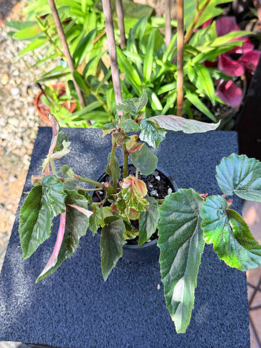 Begonia Ginny Galaxy Variegata M28