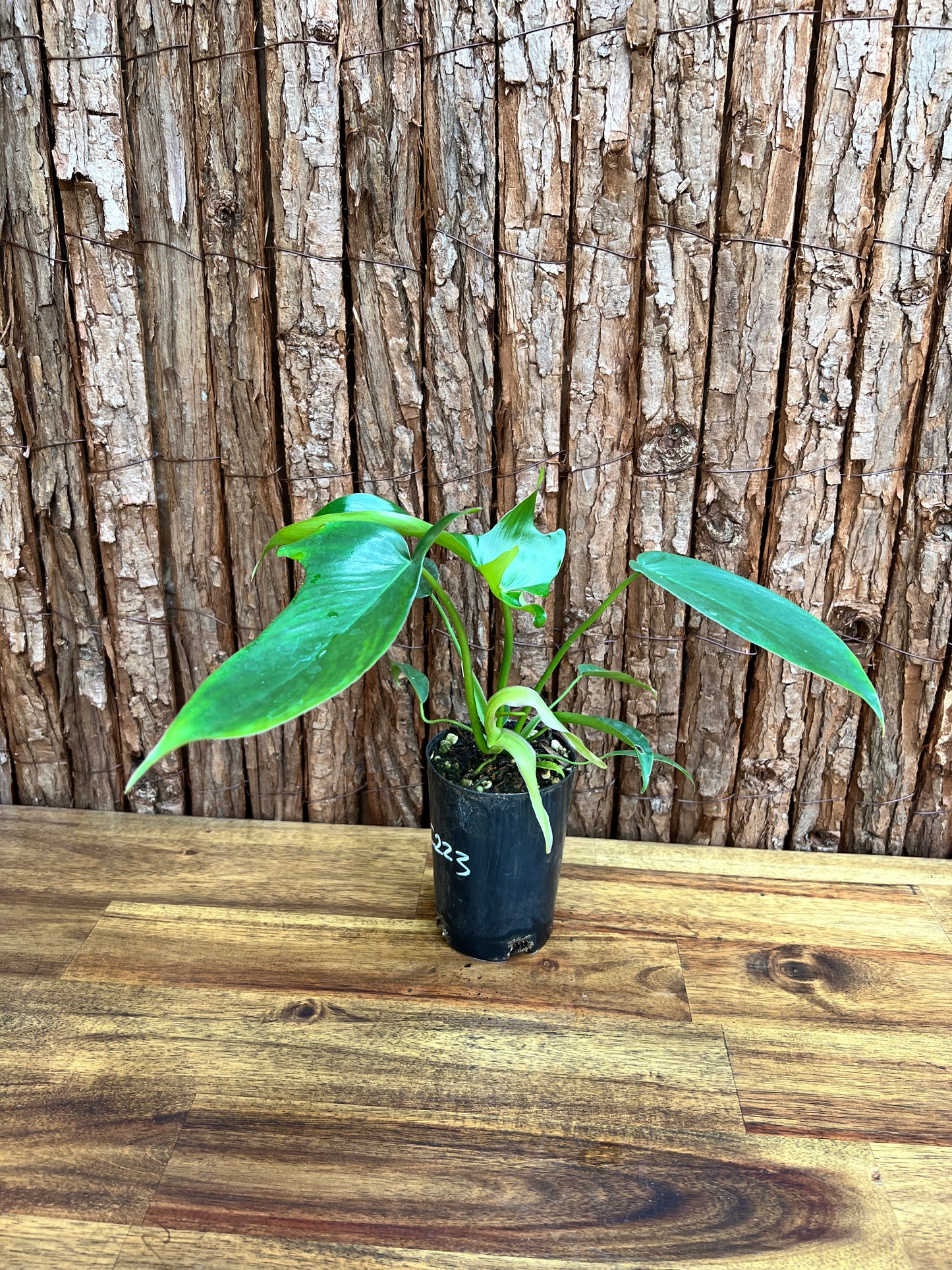 Philodendron Glad Hands - New Release C223