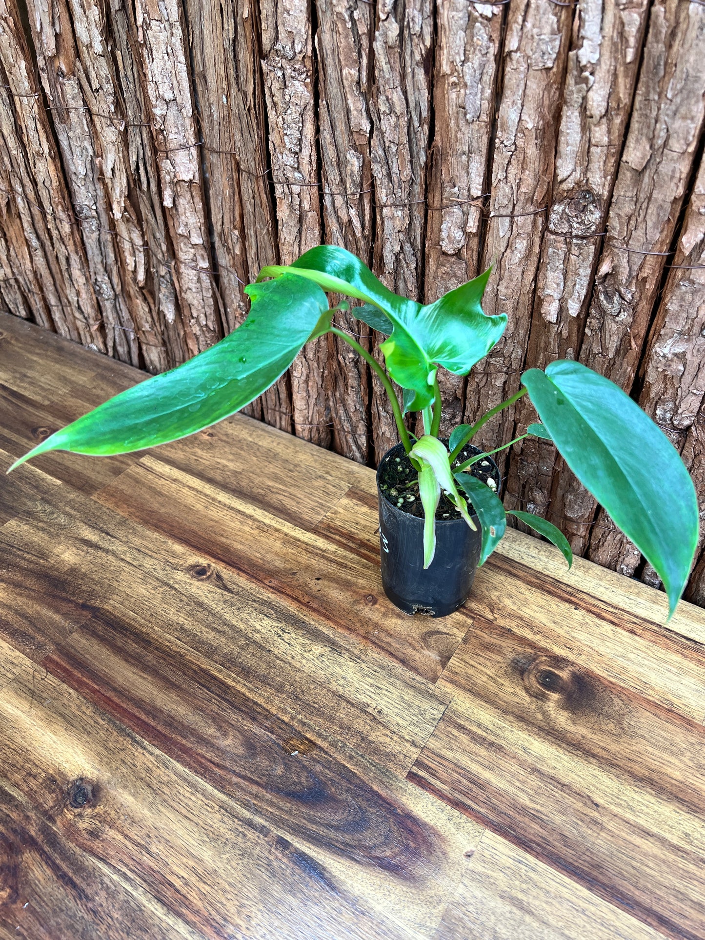 Philodendron Glad Hands - New Release C223