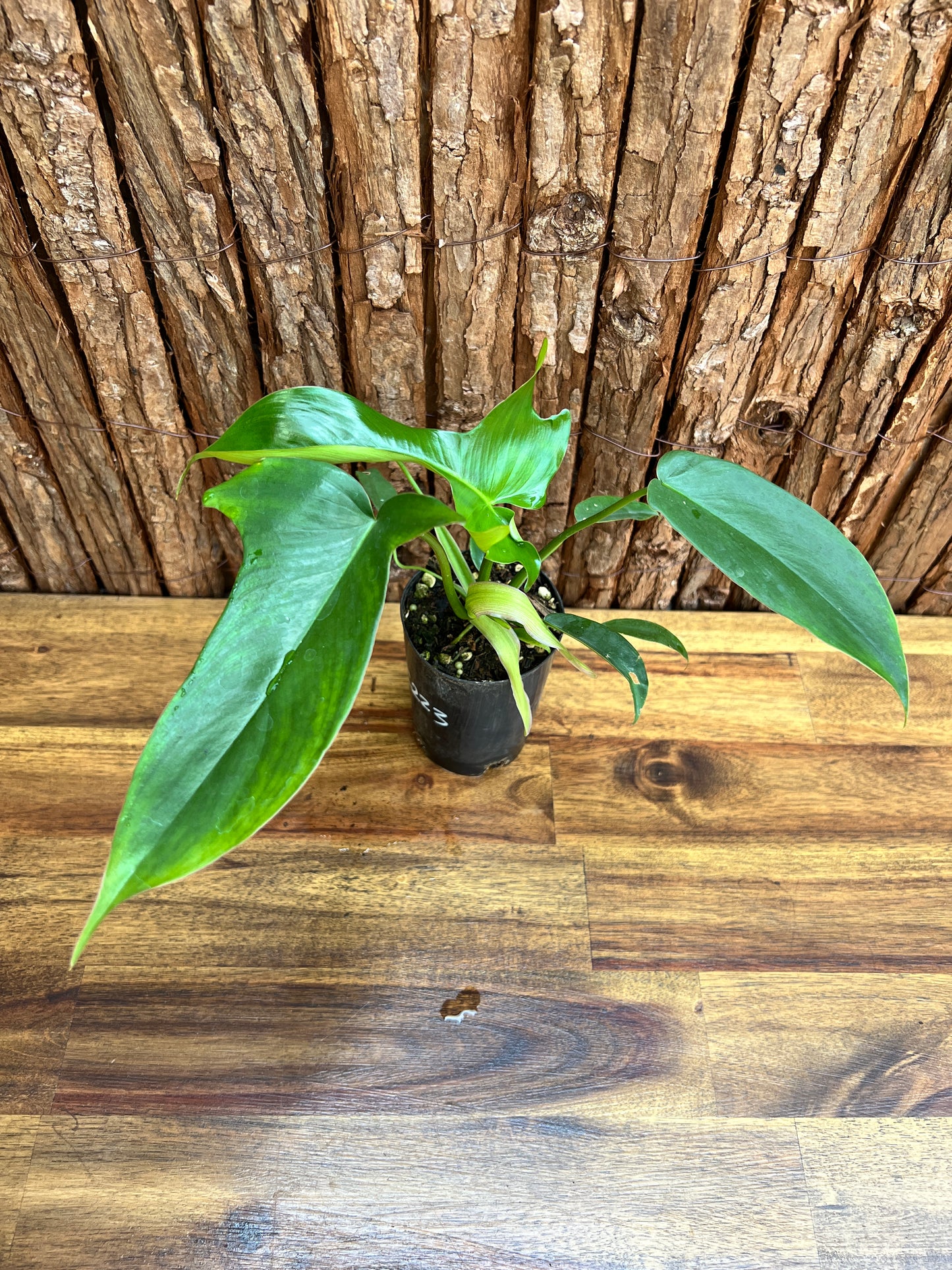 Philodendron Glad Hands - New Release C223