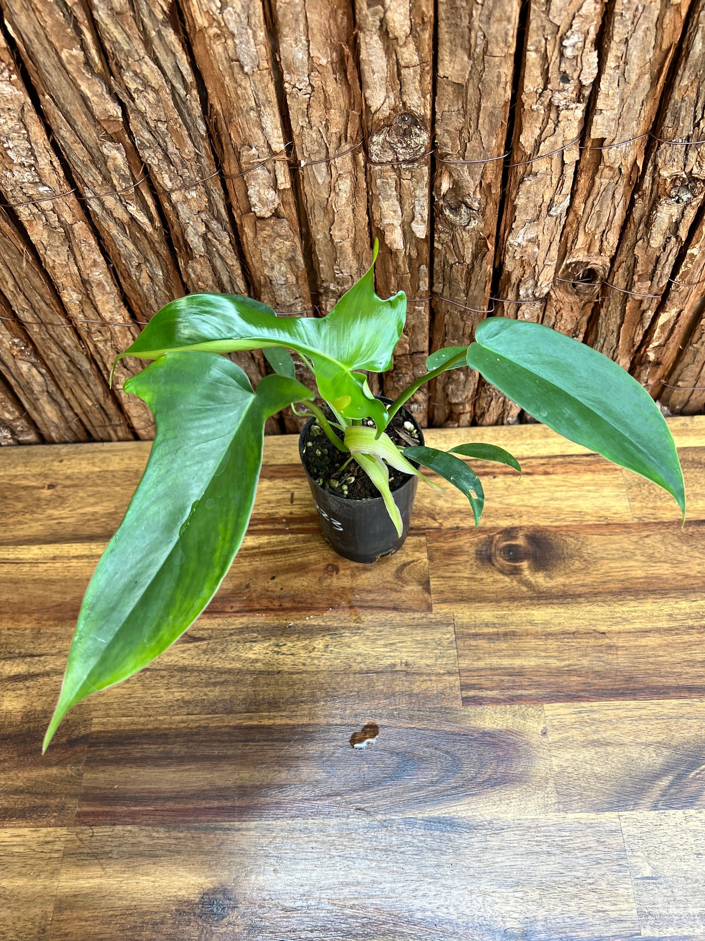 Philodendron Glad Hands - New Release C223