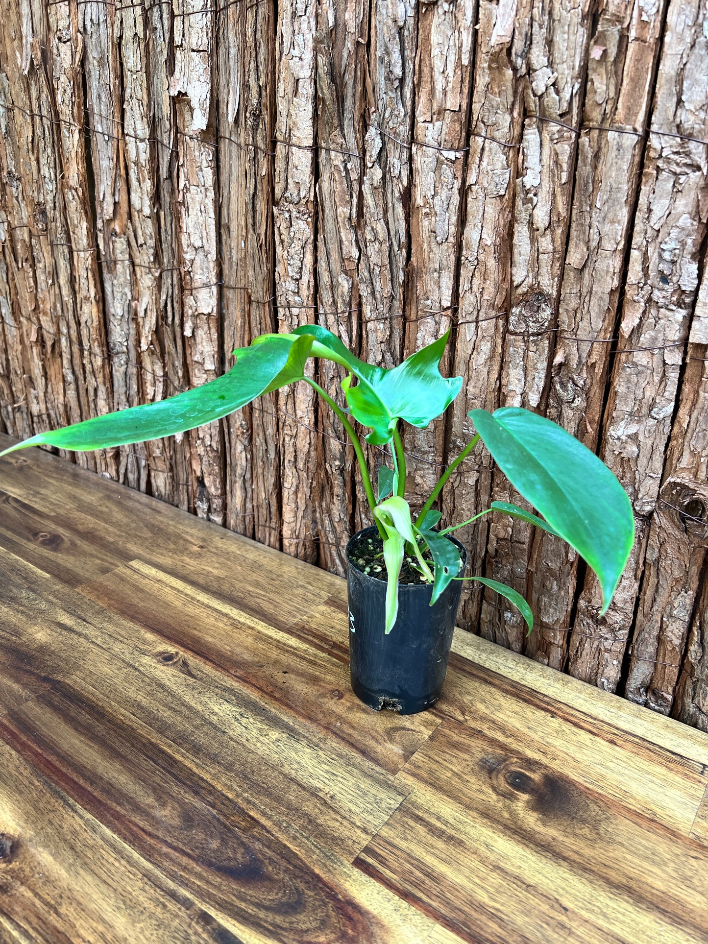 Philodendron Glad Hands - New Release C223