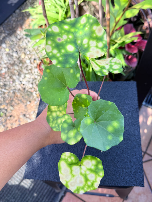 Farfugium japonicum 'Firefly Leopard Plant' M30