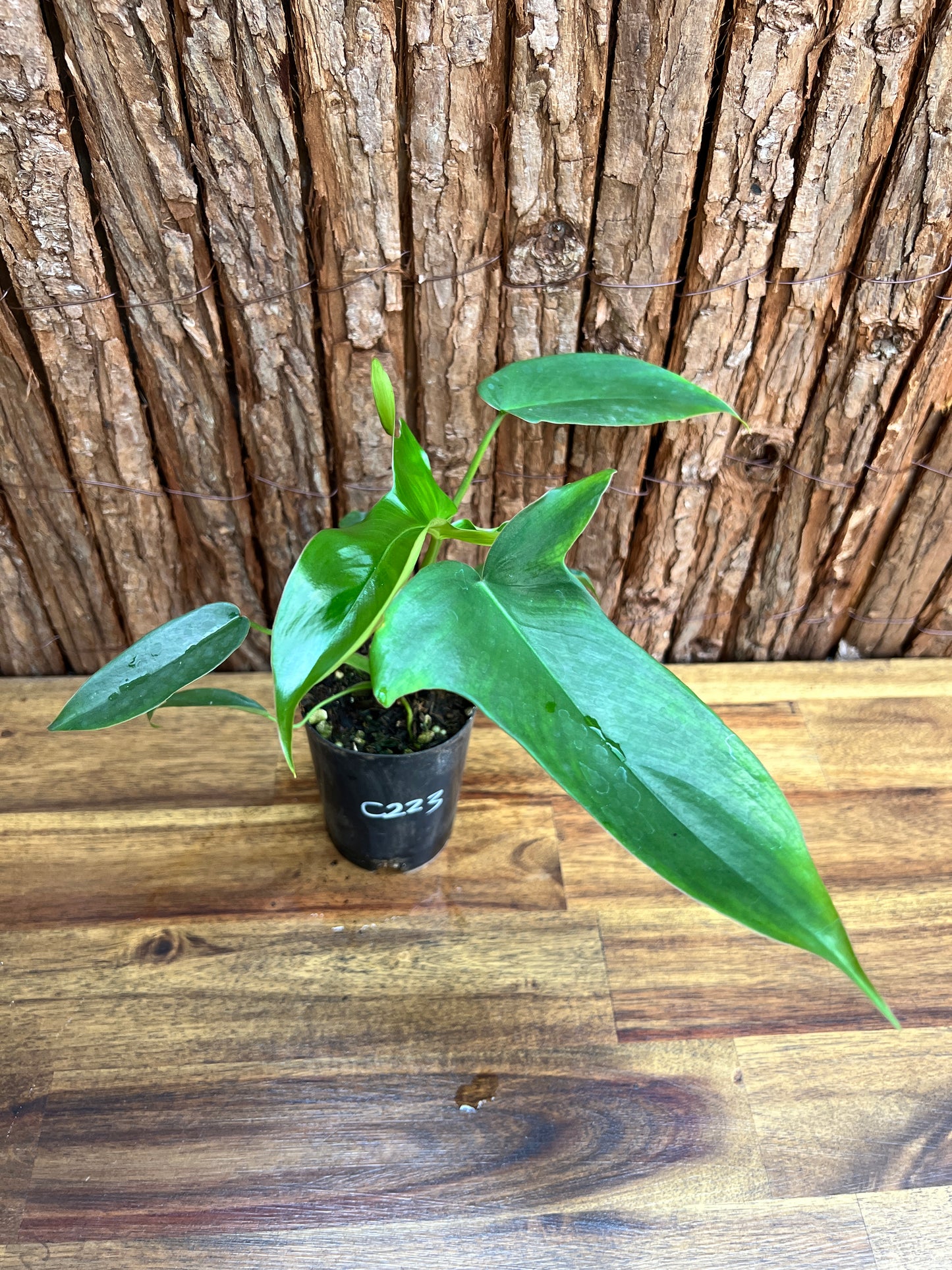 Philodendron Glad Hands - New Release C223