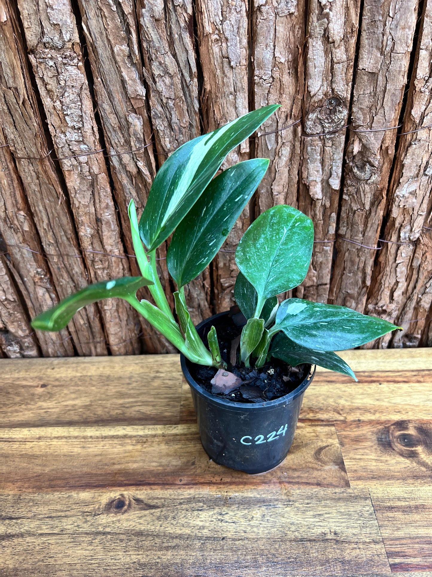 Monstera standleyana Albo Variegata C224