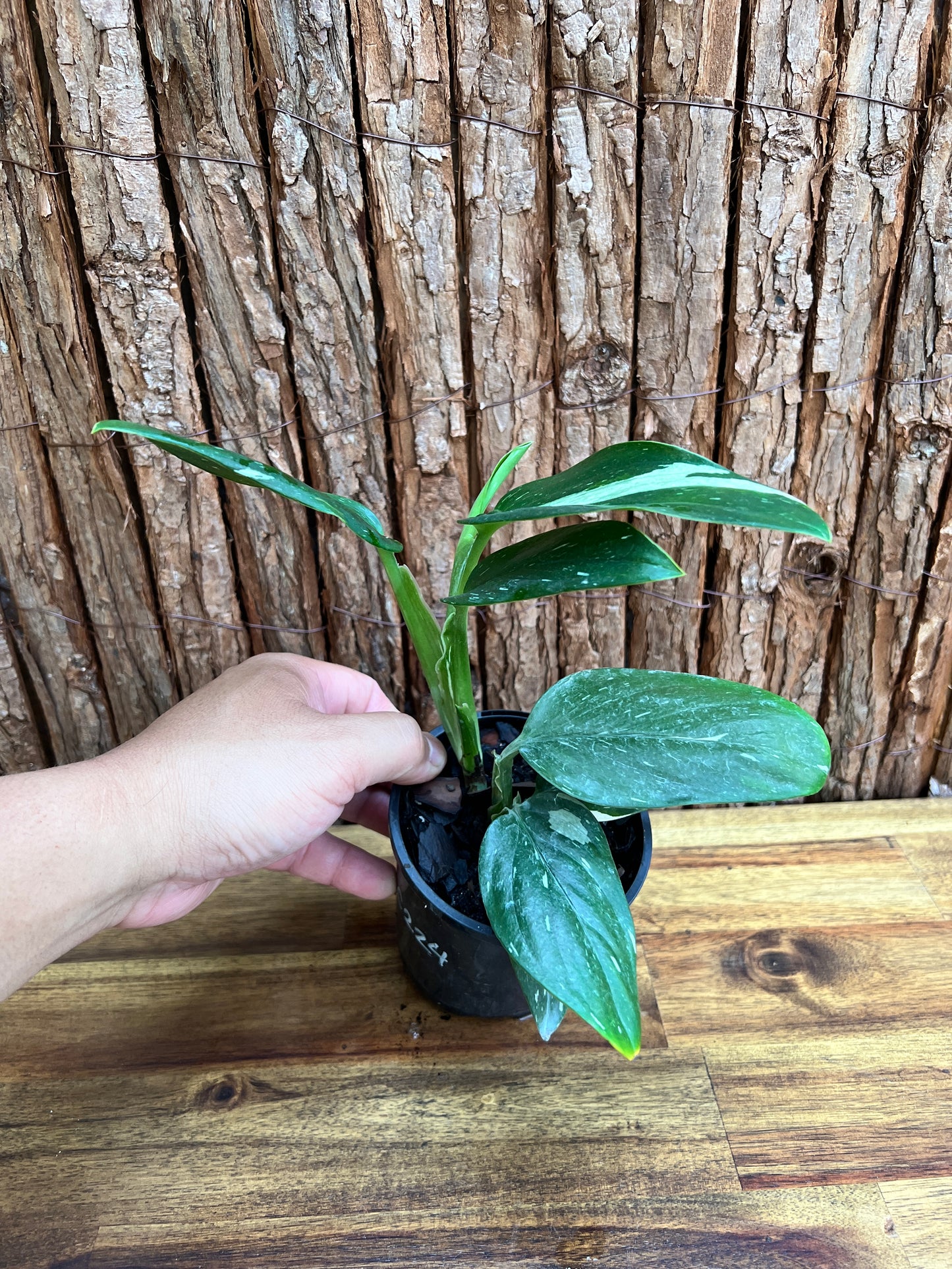 Monstera standleyana Albo Variegata C224