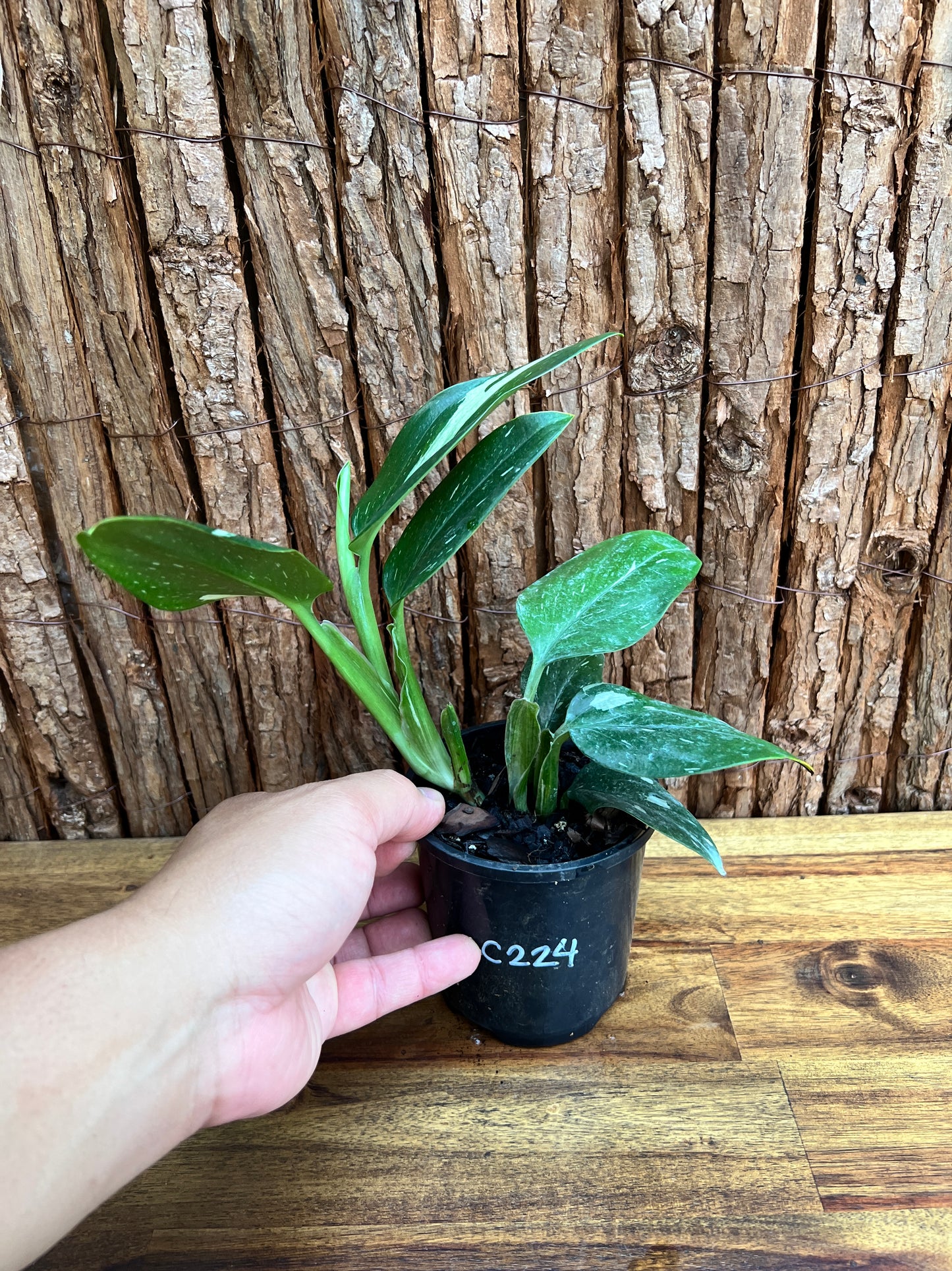 Monstera standleyana Albo Variegata C224