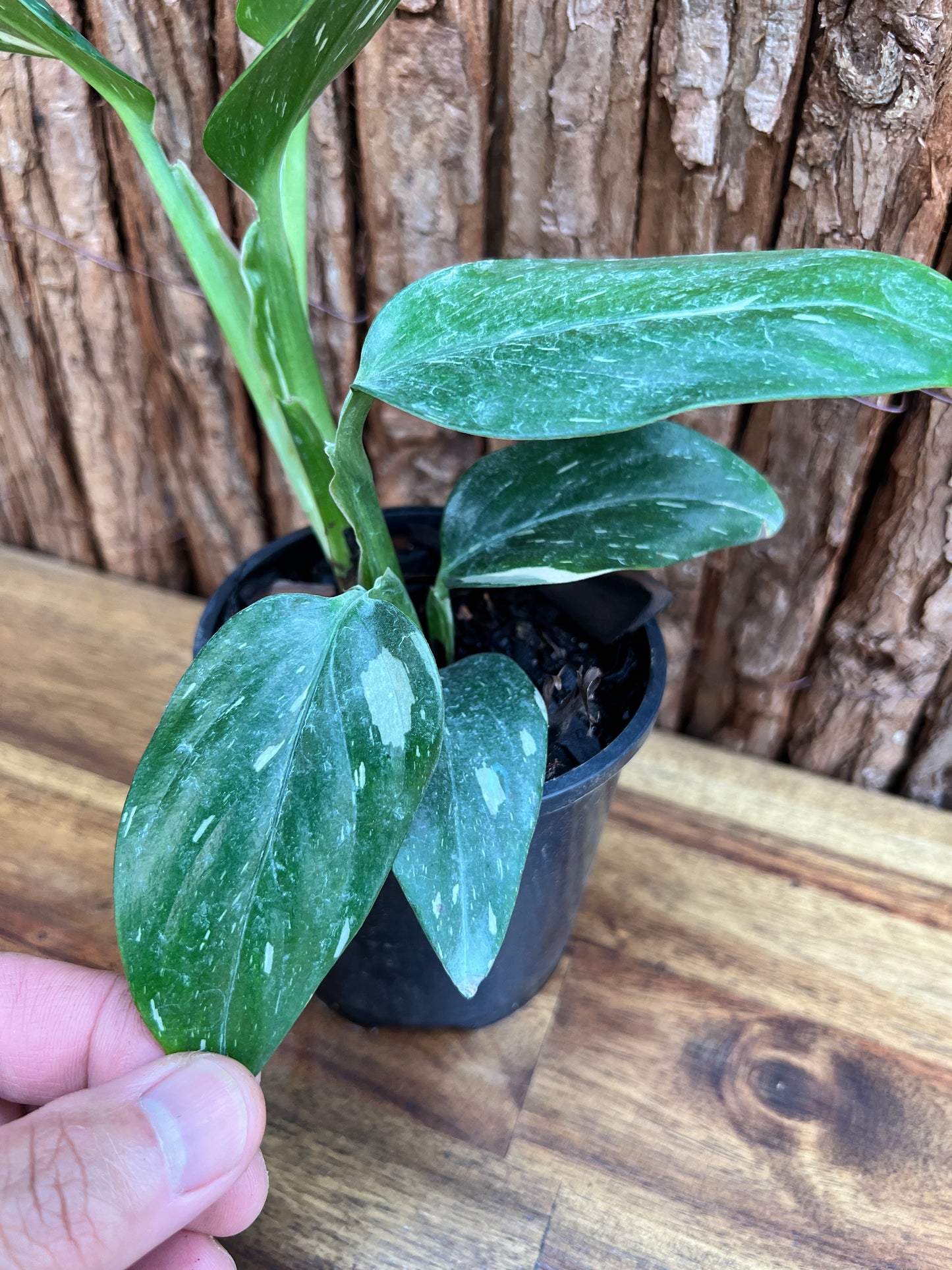 Monstera standleyana Albo Variegata C224