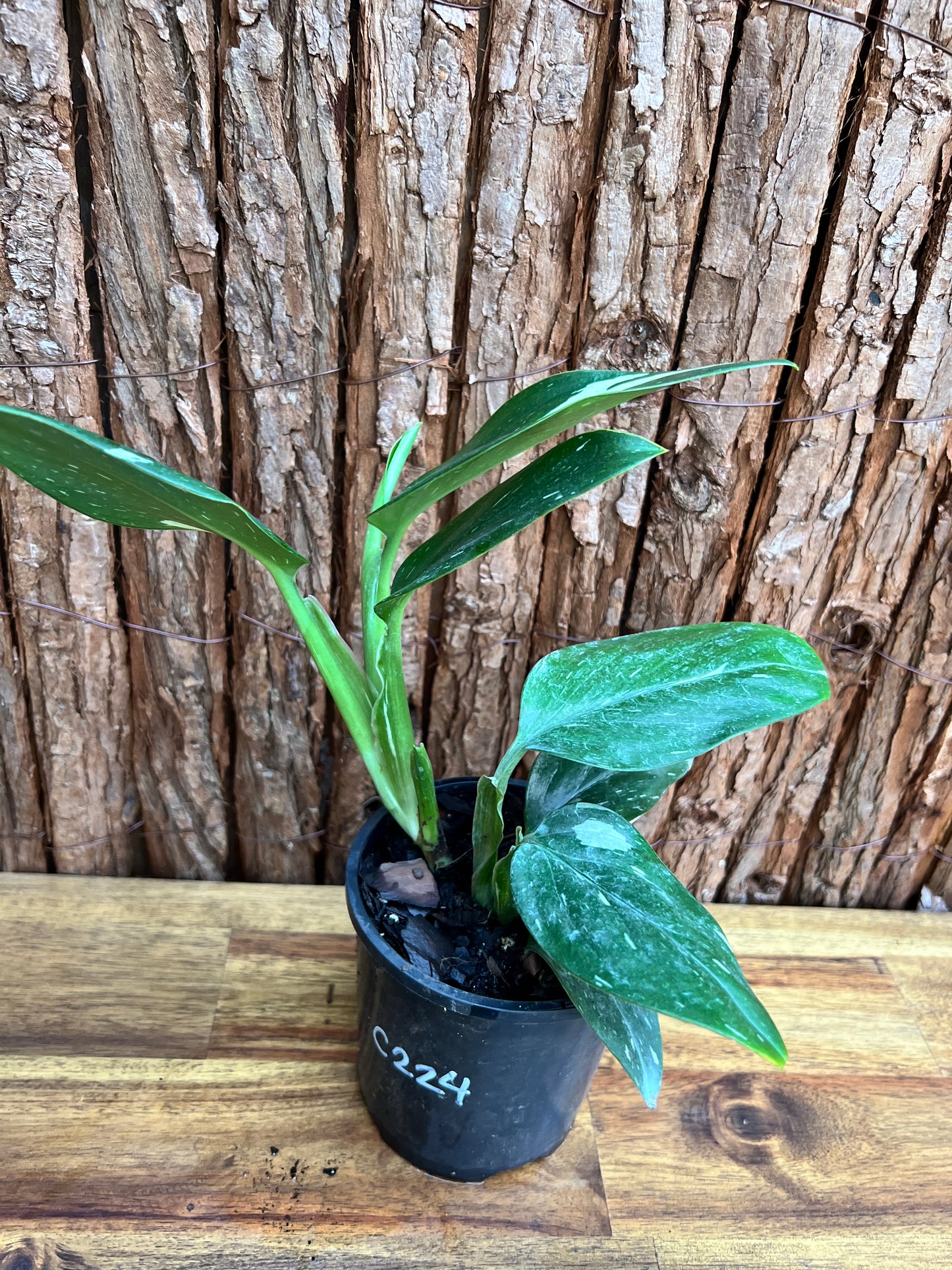 Monstera standleyana Albo Variegata C224