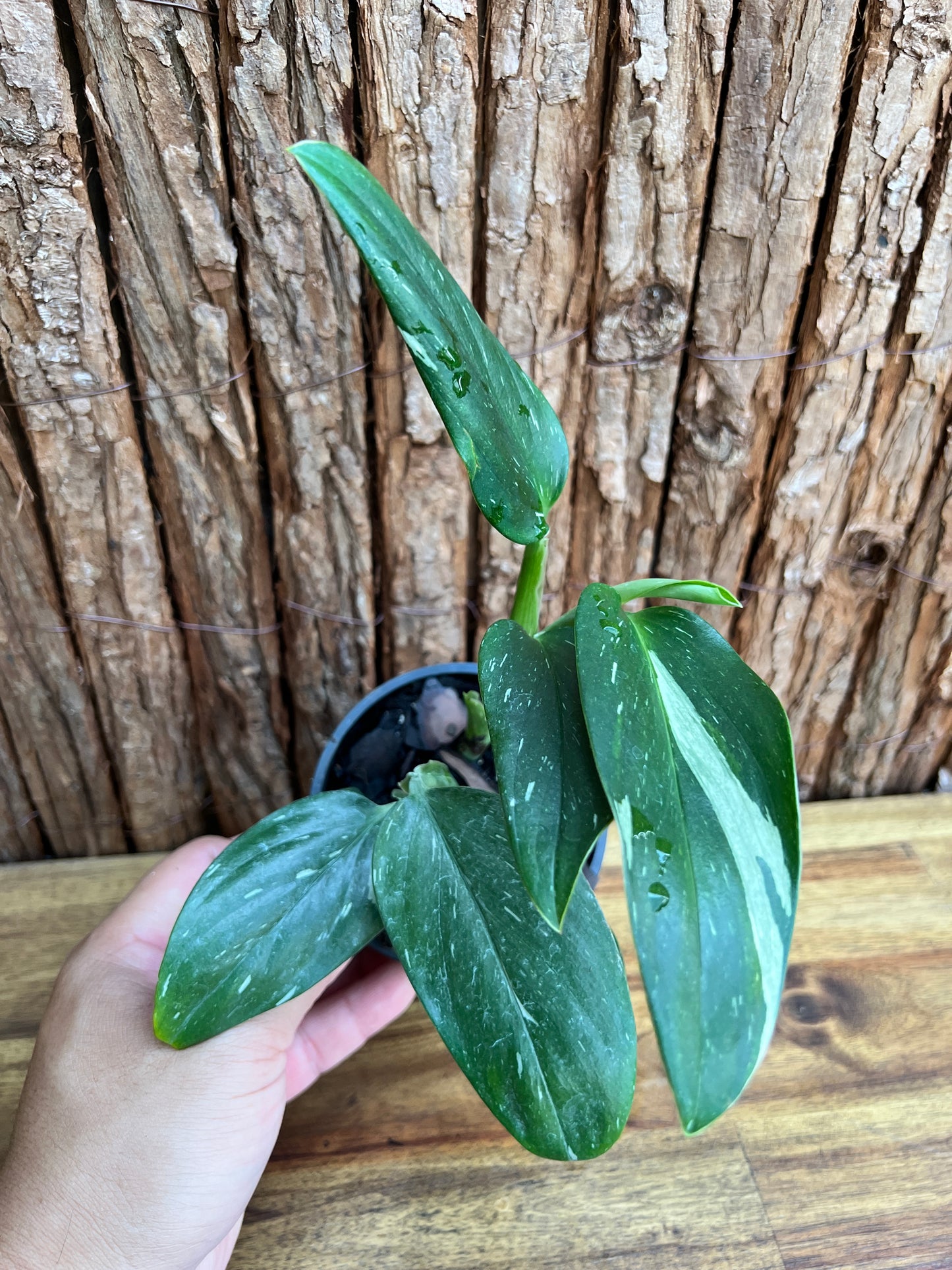 Monstera standleyana Albo Variegata C224