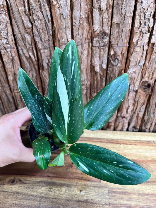 Monstera standleyana Albo Variegata C225