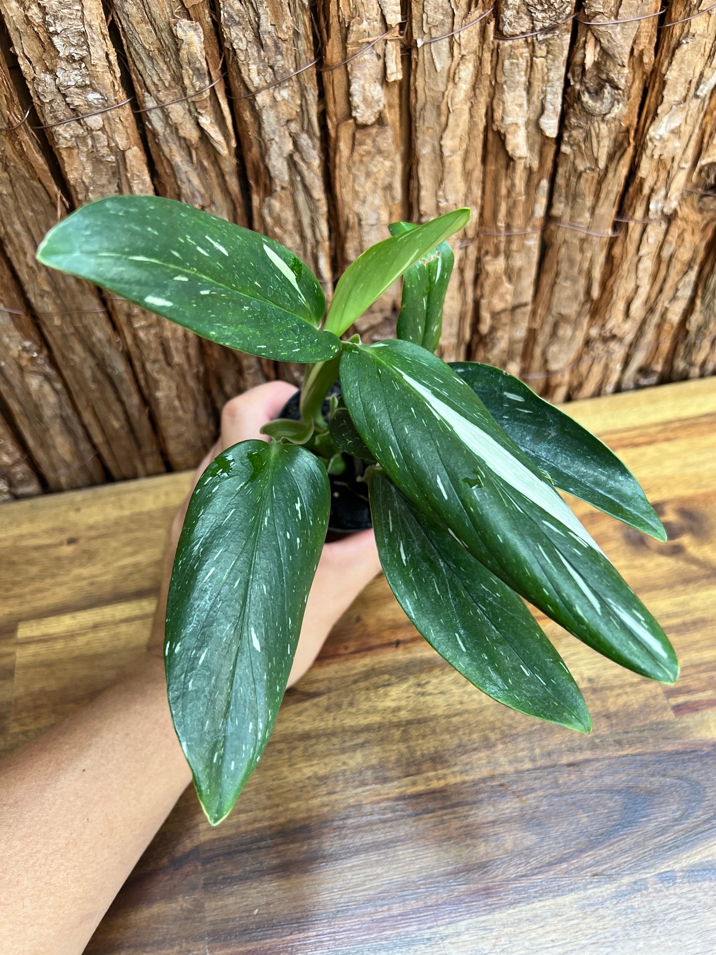 Monstera standleyana Albo Variegata C225