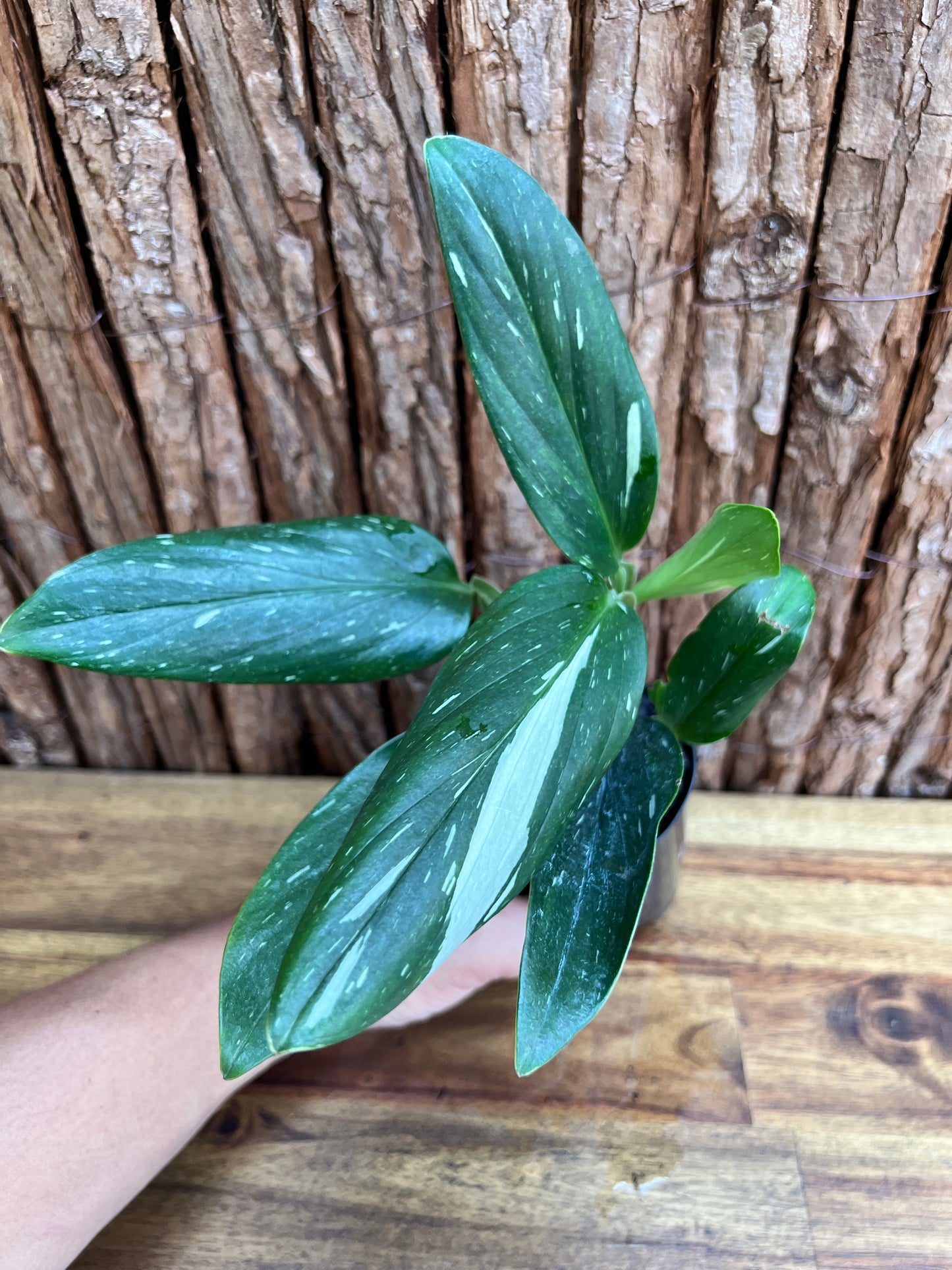 Monstera standleyana Albo Variegata C225