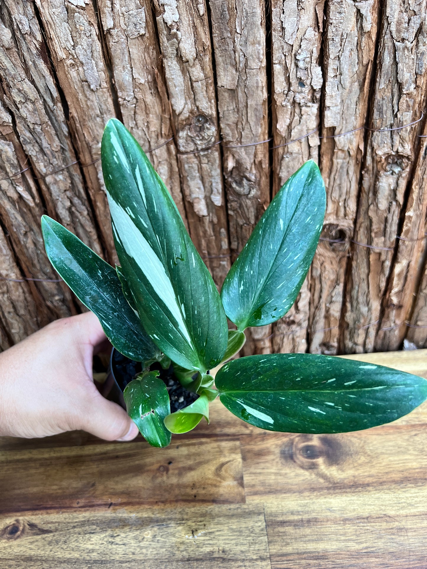 Monstera standleyana Albo Variegata C225