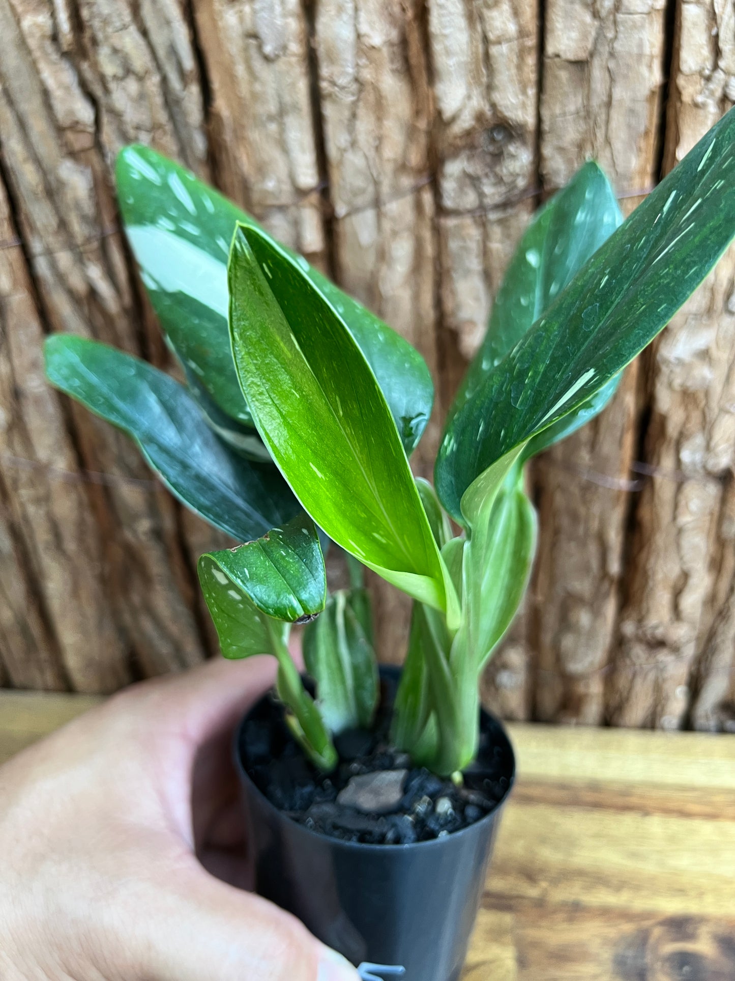 Monstera standleyana Albo Variegata C225