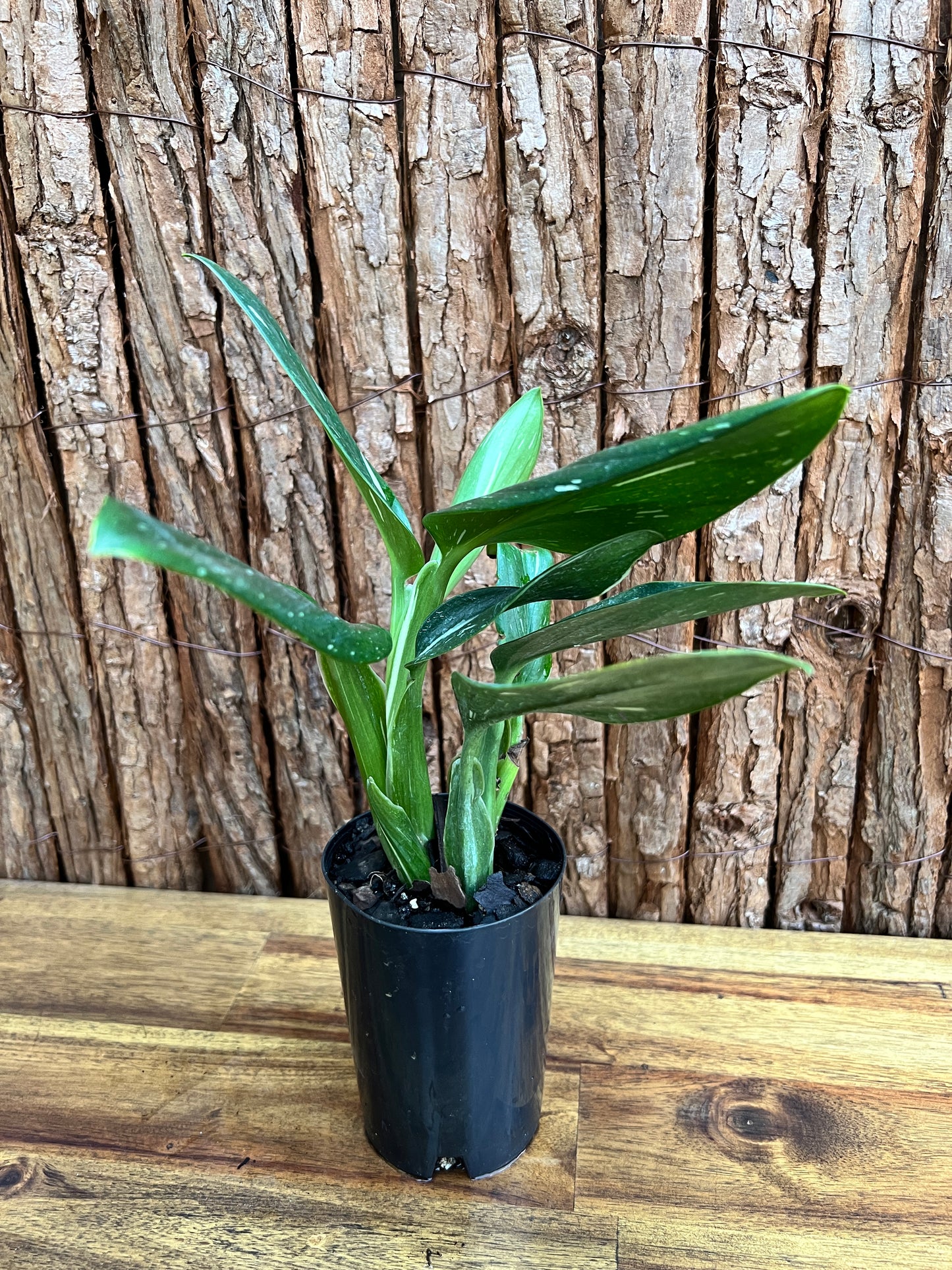 Monstera standleyana Albo Variegata C225