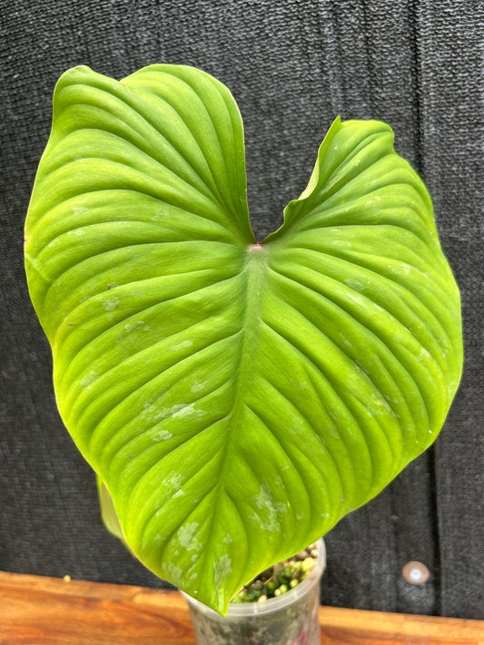 Philodendron 'Plowmanii' NONTC A27