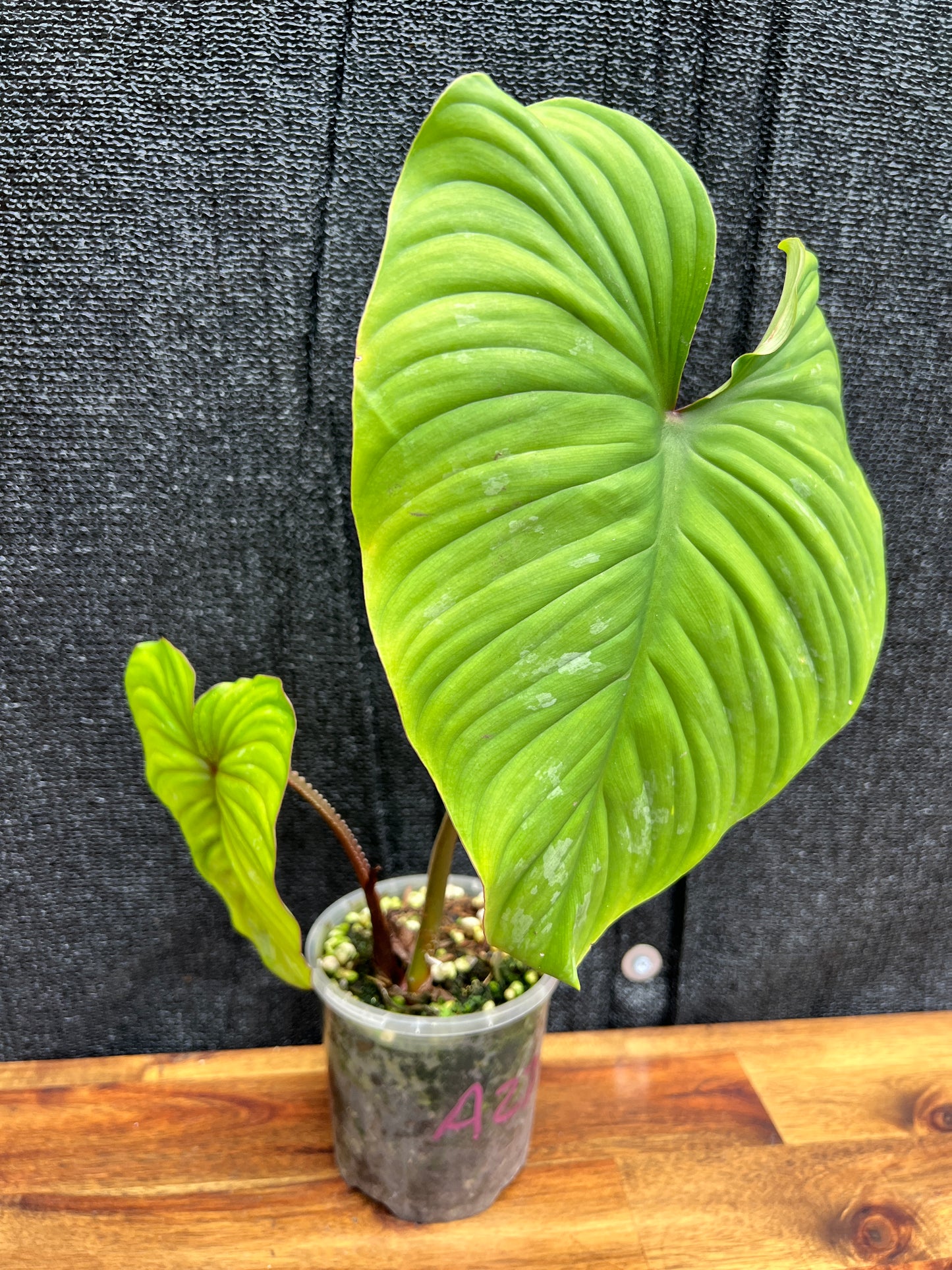 Philodendron 'Plowmanii' NONTC A27