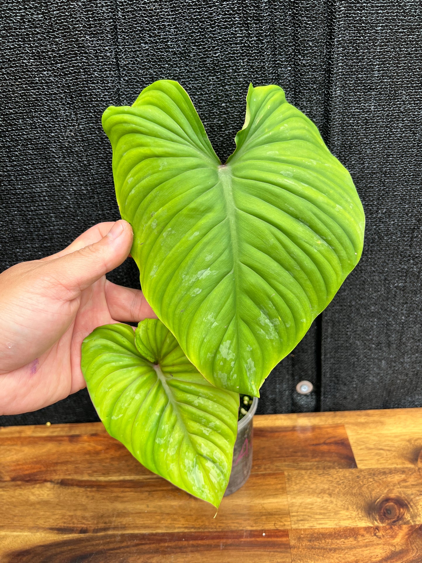 Philodendron 'Plowmanii' NONTC A27