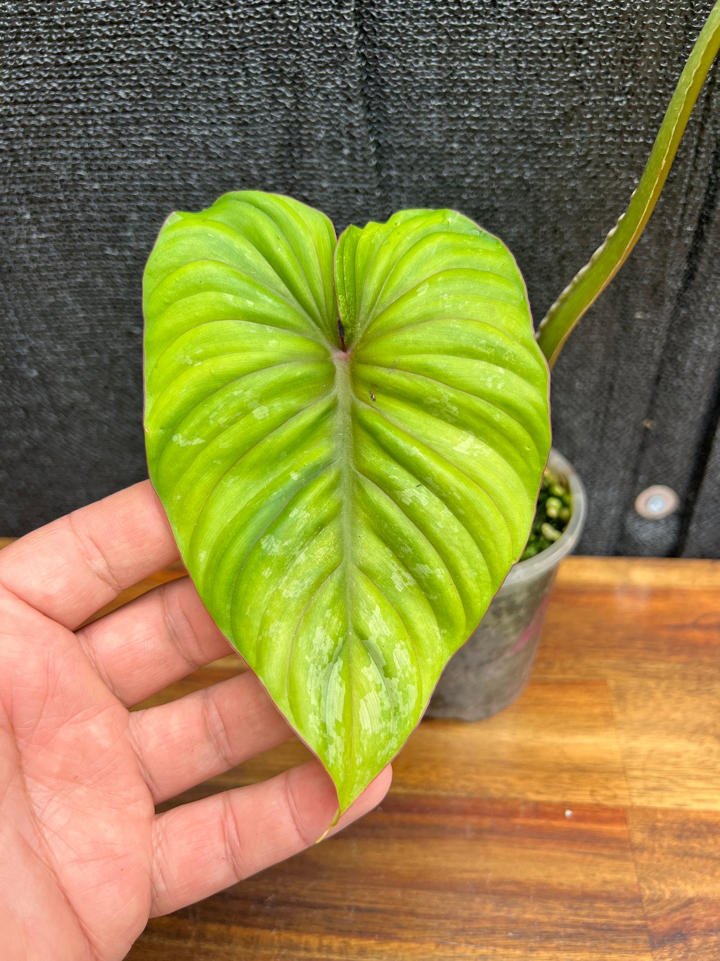 Philodendron 'Plowmanii' NONTC A27