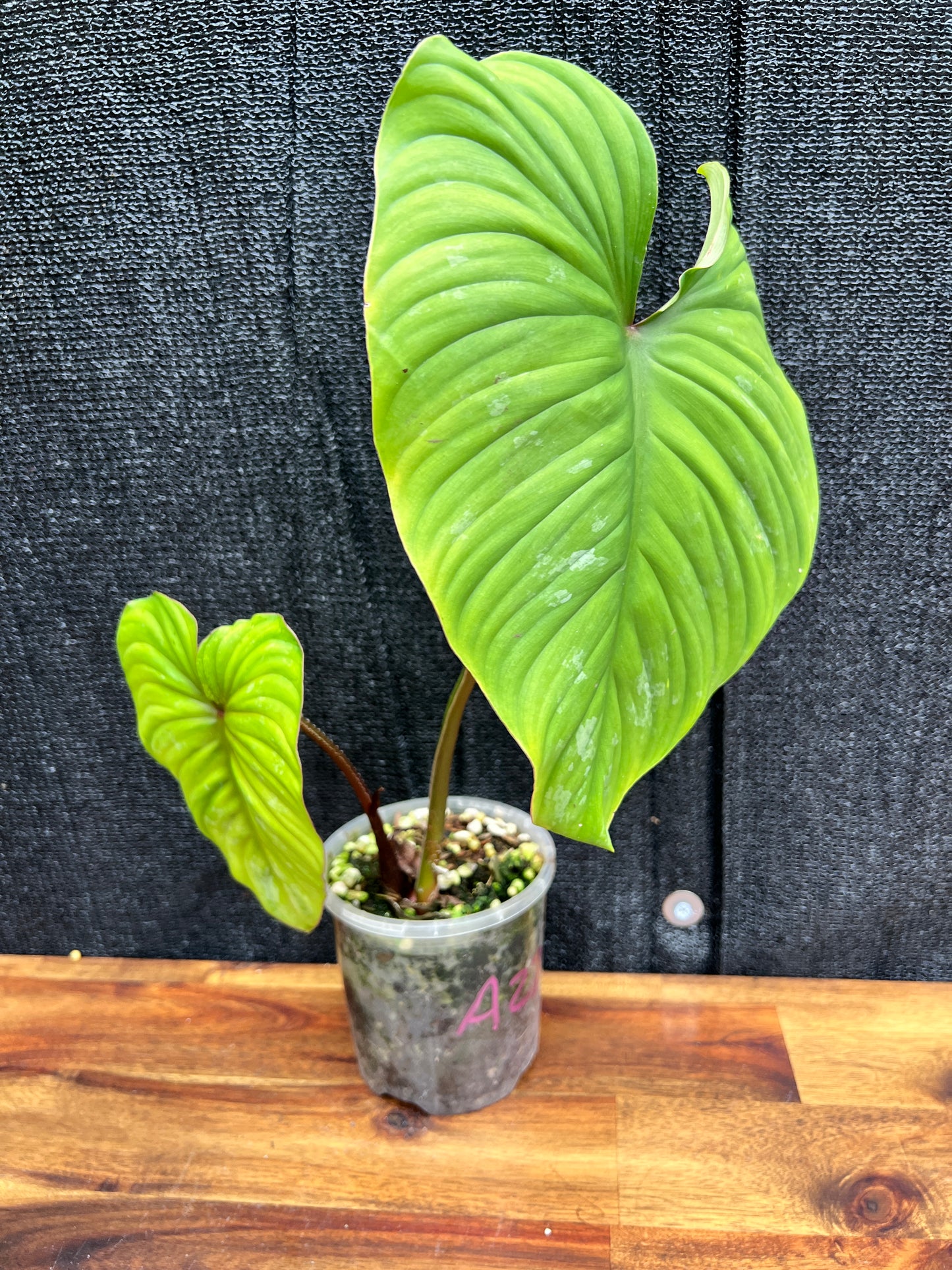 Philodendron 'Plowmanii' NONTC A27