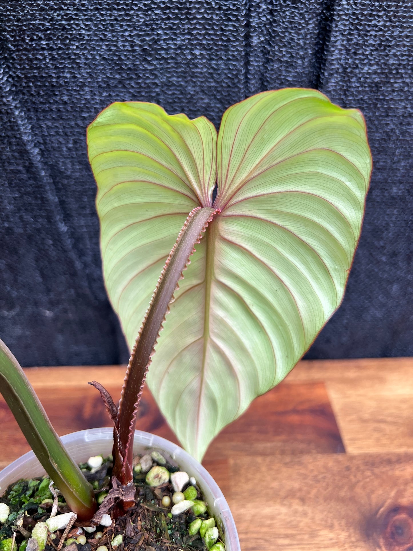 Philodendron 'Plowmanii' NONTC A27