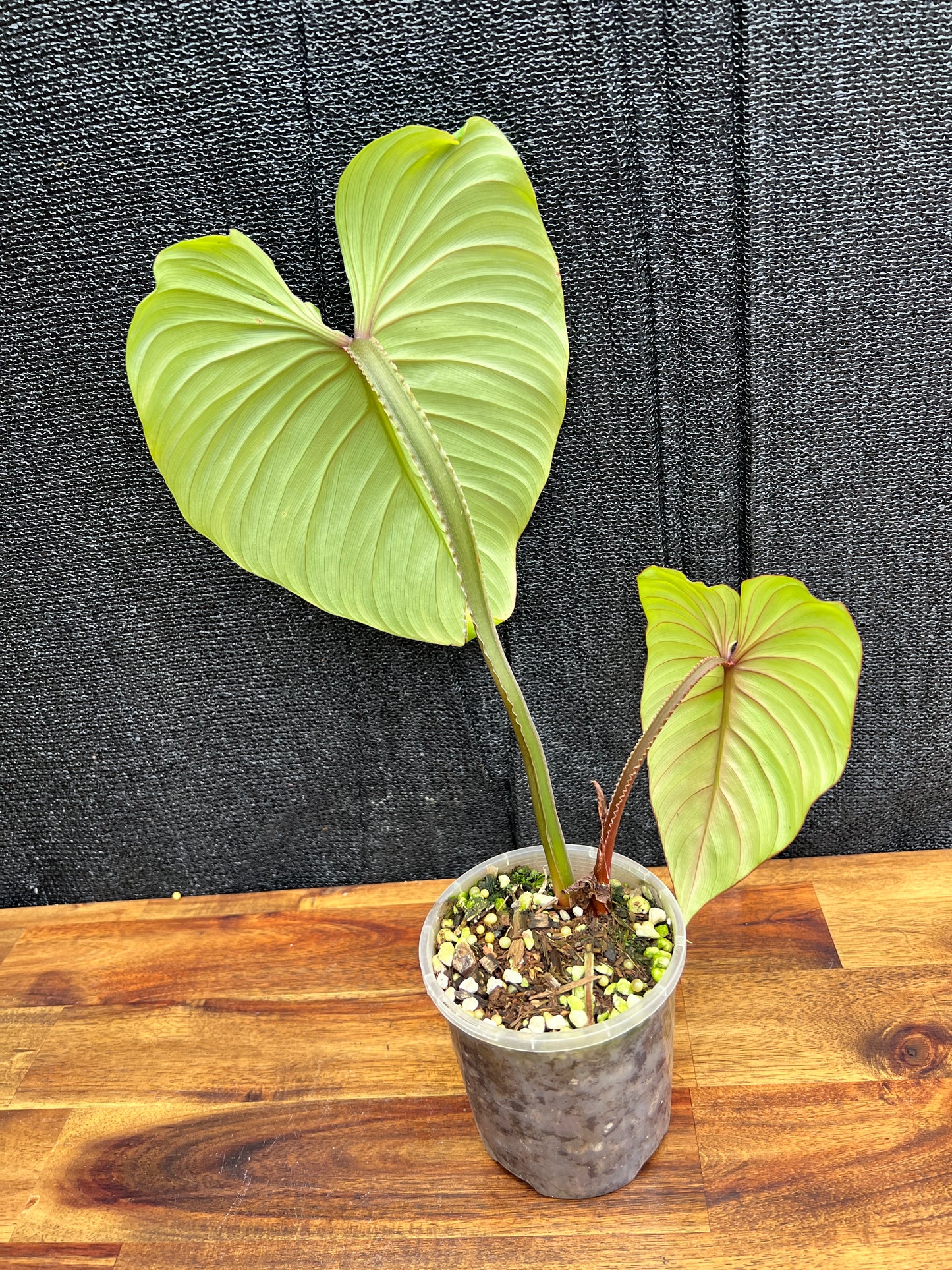 Philodendron 'Plowmanii' NONTC A27