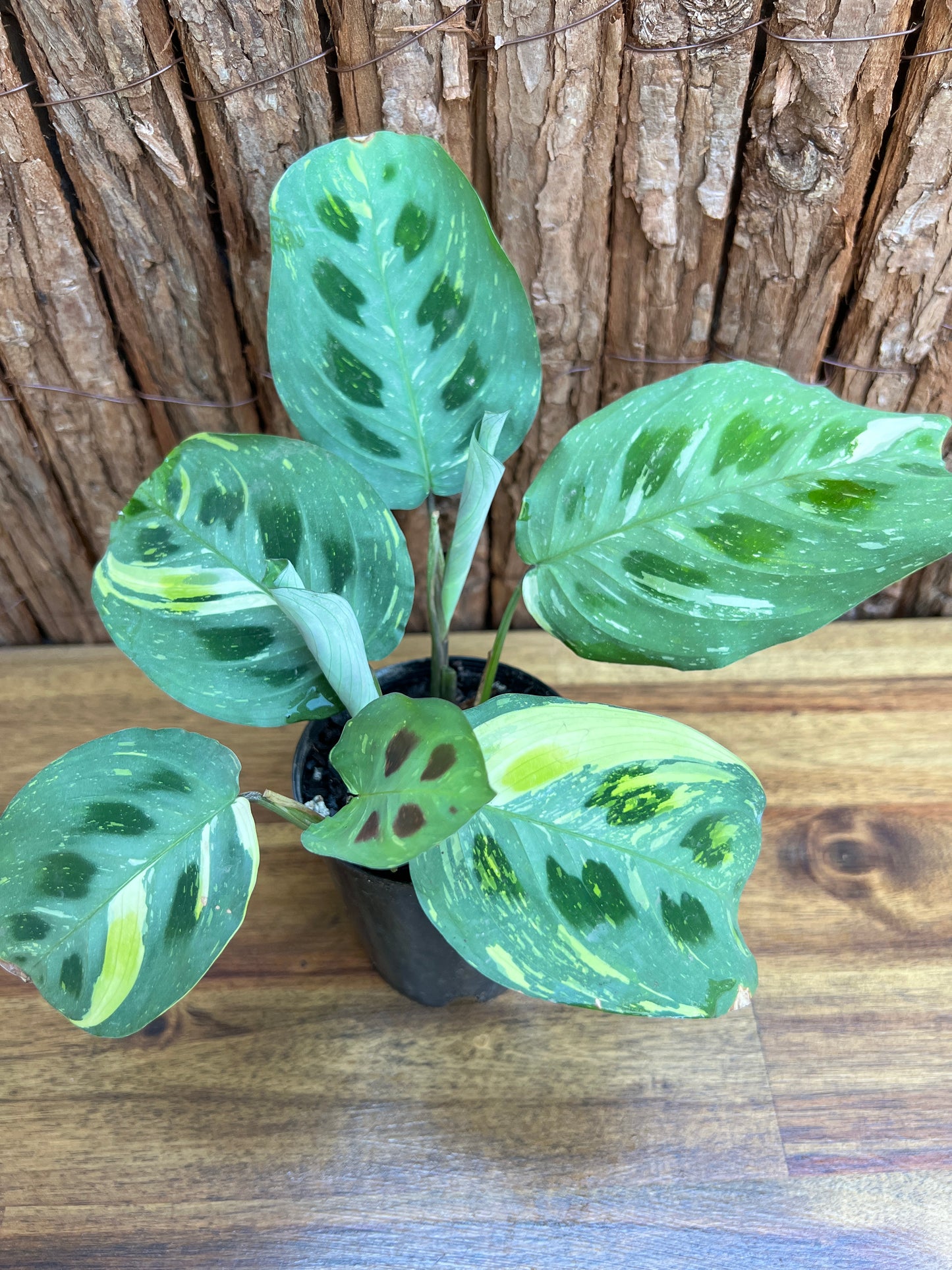 Maranta leuconeura Variegated Prayer Plant C227