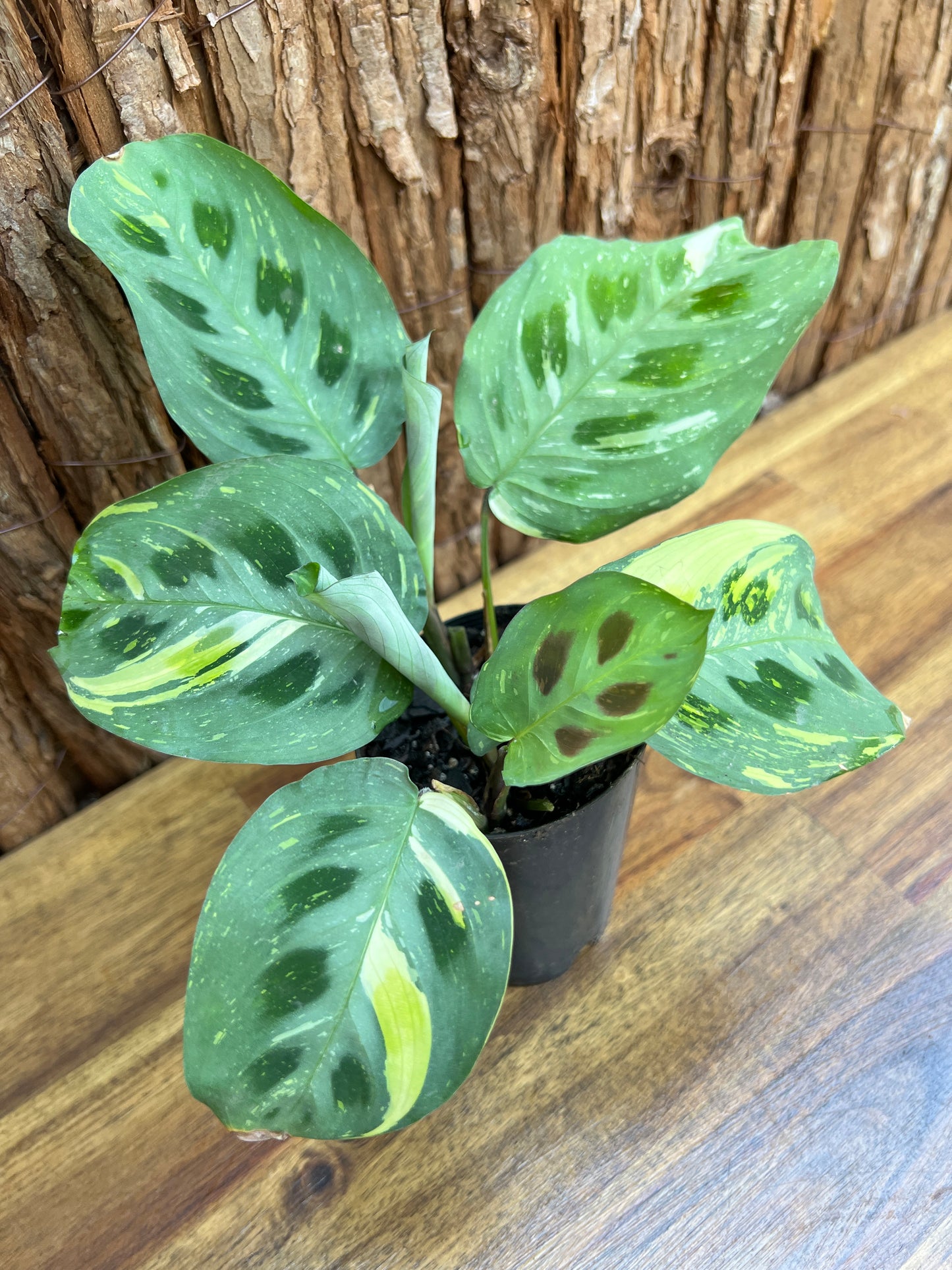 Maranta leuconeura Variegated Prayer Plant C227