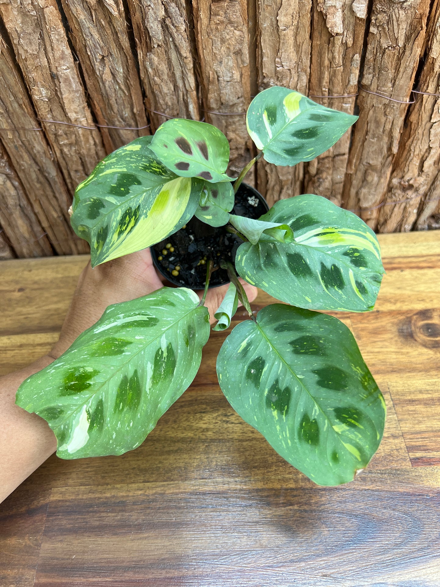 Maranta leuconeura Variegated Prayer Plant C227