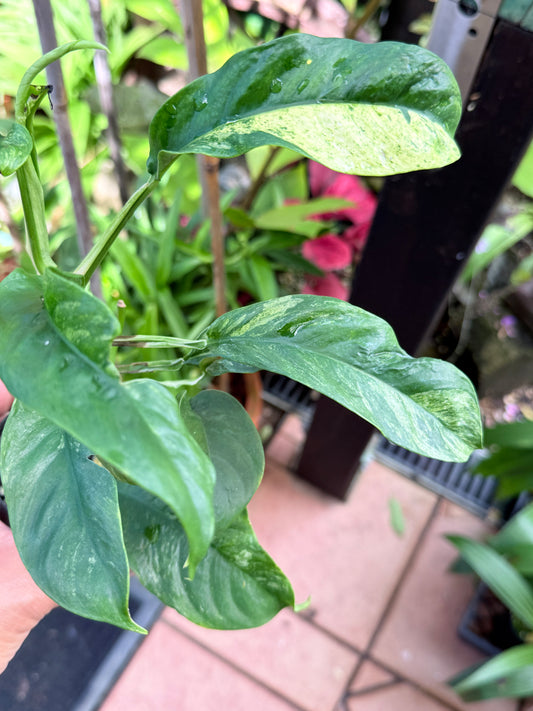 Rhaphidophora 'Puberula Variegated' M35