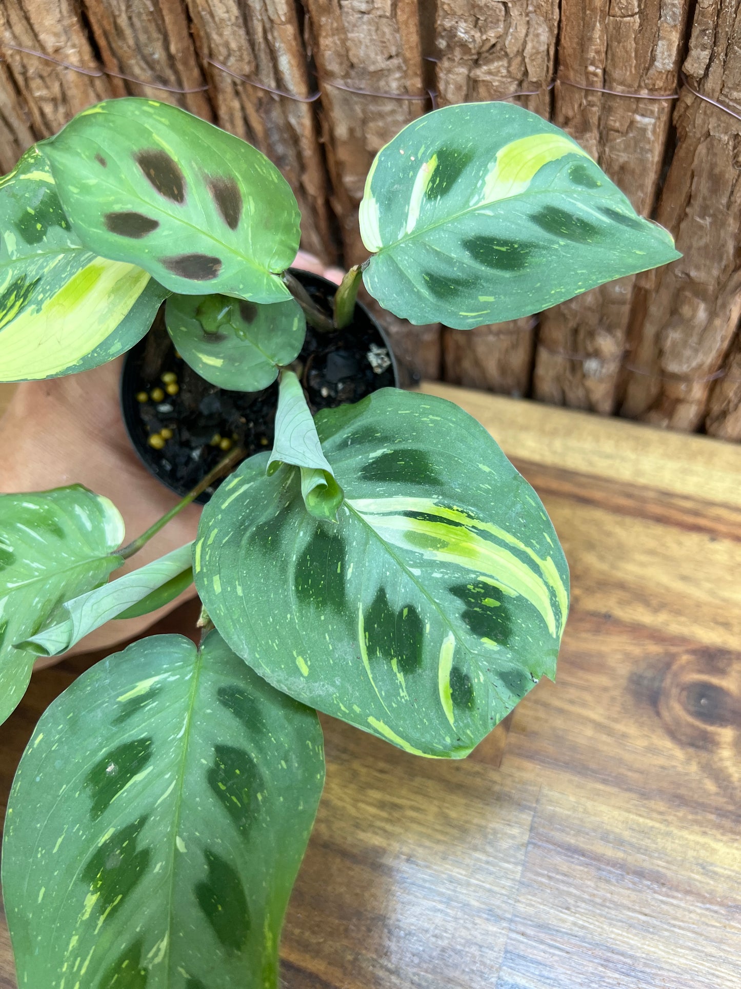 Maranta leuconeura Variegated Prayer Plant C227