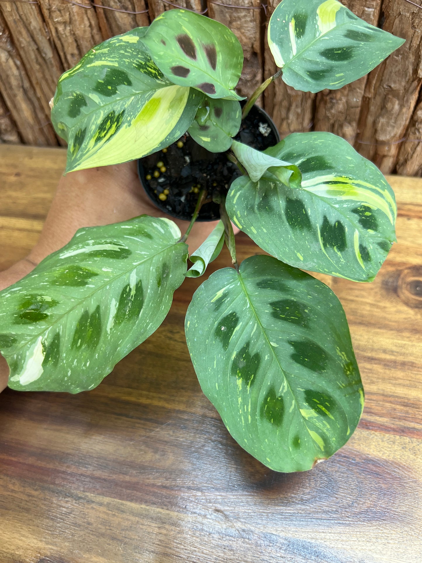 Maranta leuconeura Variegated Prayer Plant C227