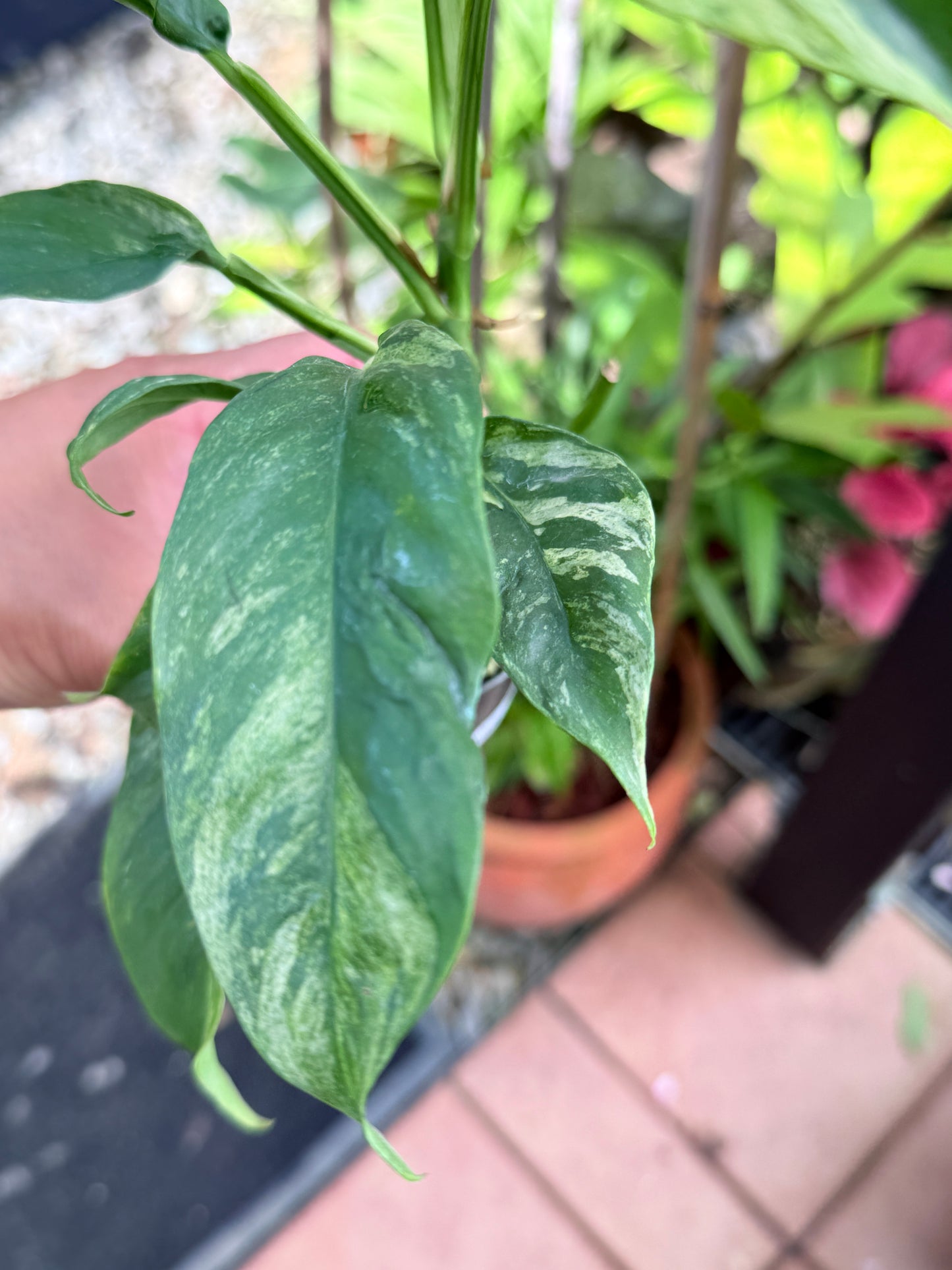 Rhaphidophora 'Puberula Variegated' M35