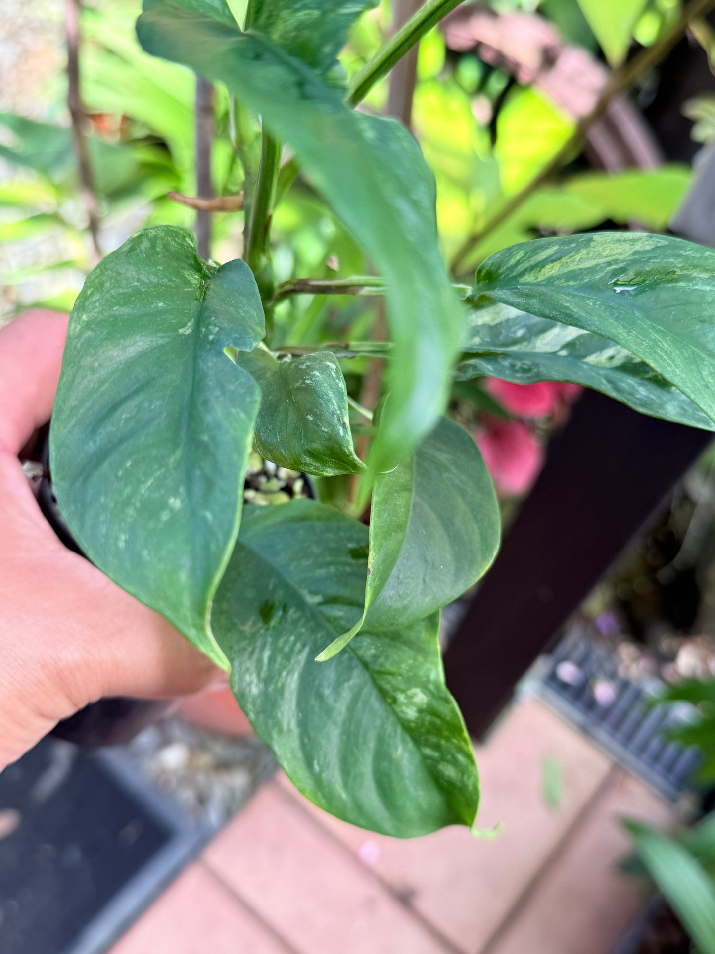 Rhaphidophora 'Puberula Variegated' M35