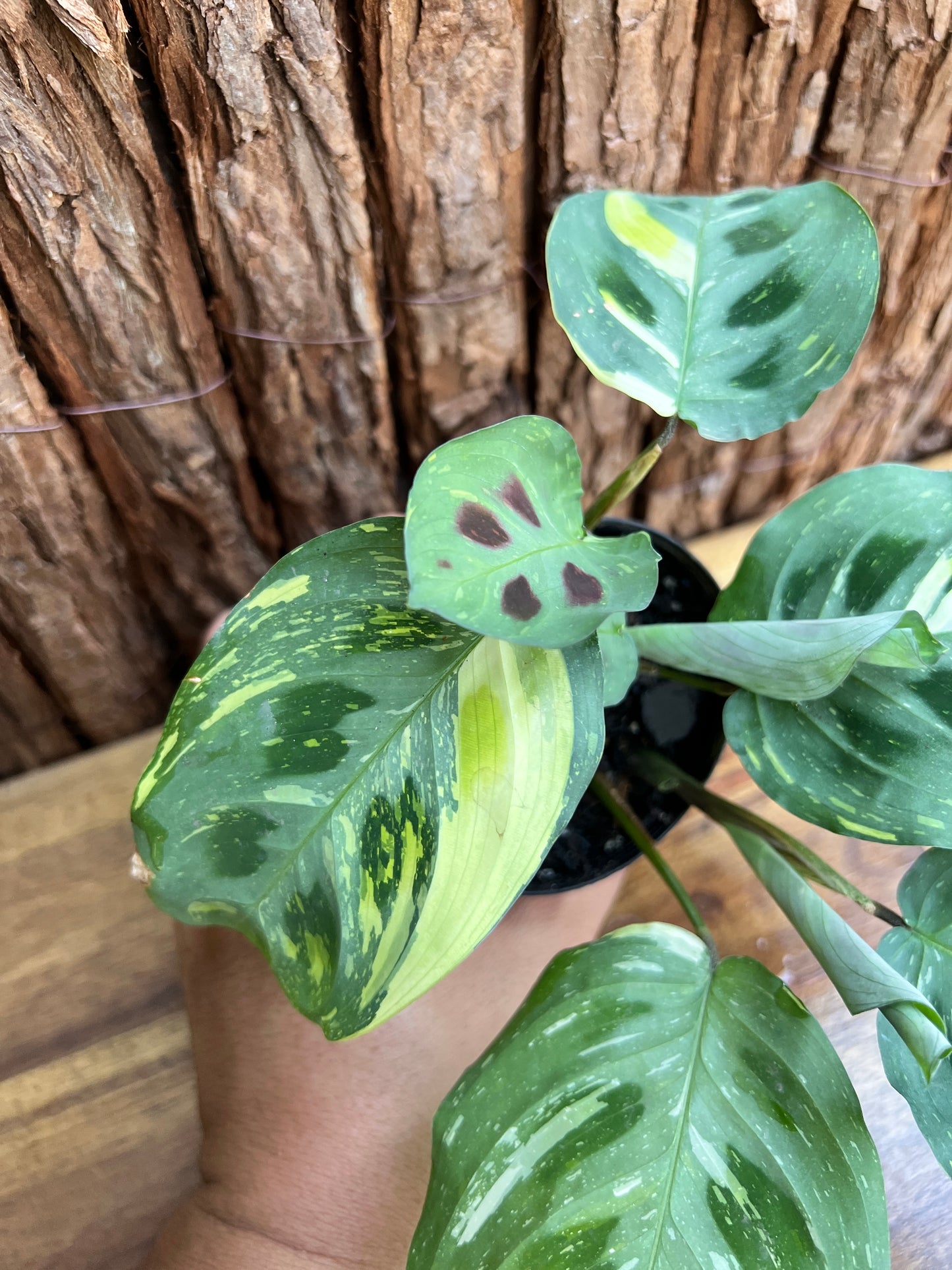 Maranta leuconeura Variegated Prayer Plant C227