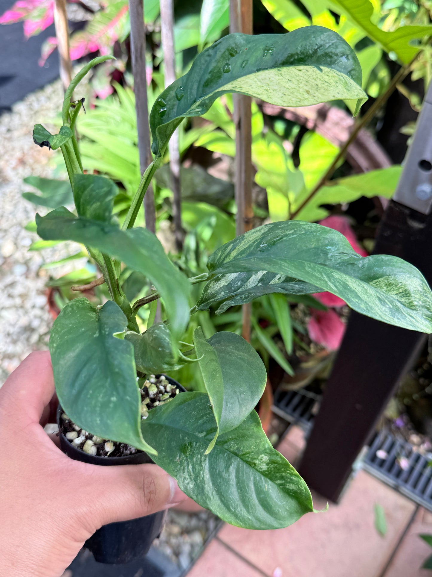 Rhaphidophora 'Puberula Variegated' M35