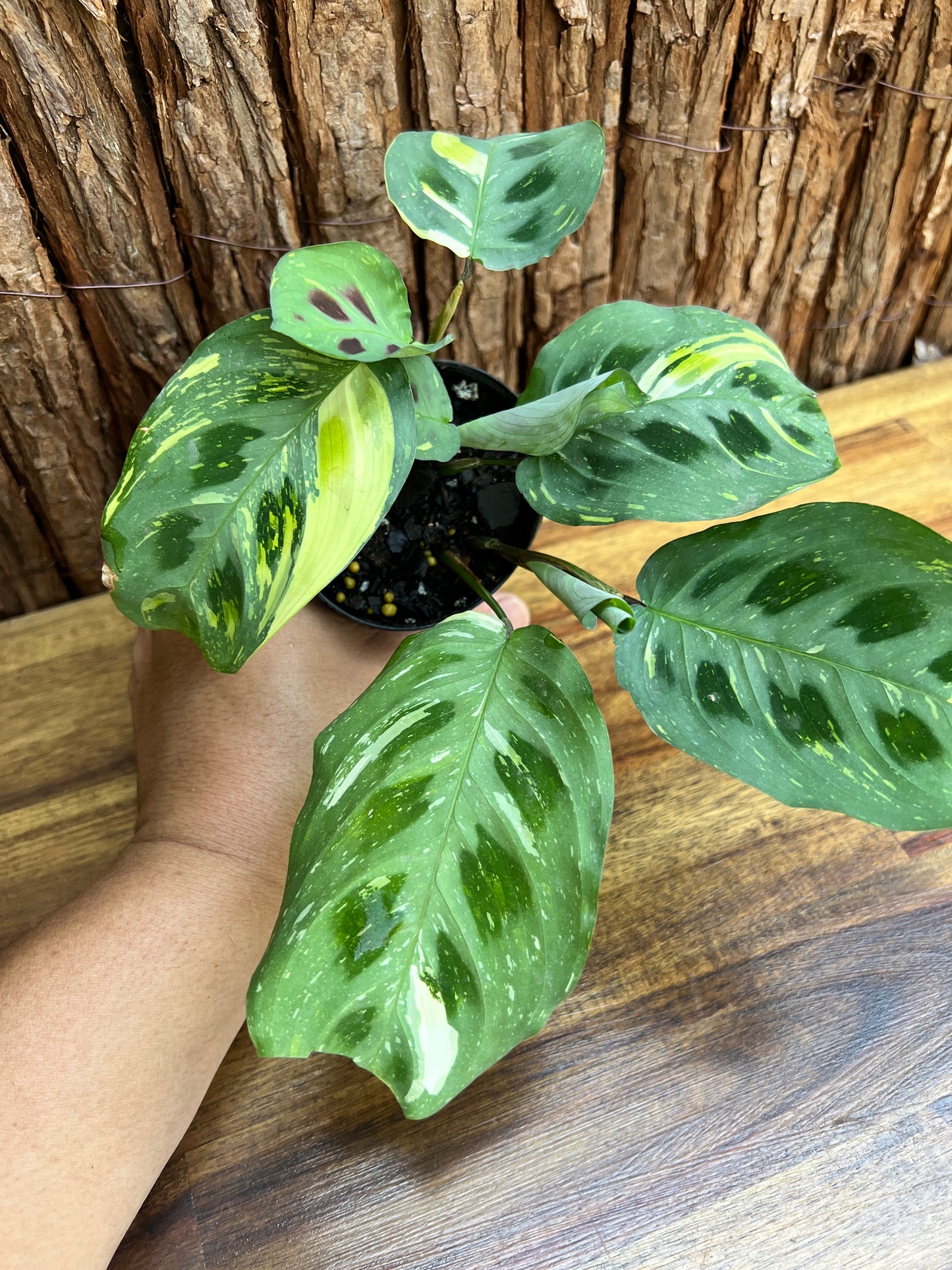 Maranta leuconeura Variegated Prayer Plant C227