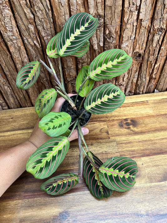 Maranta leuconeura Red Vein Prayer Plant C228