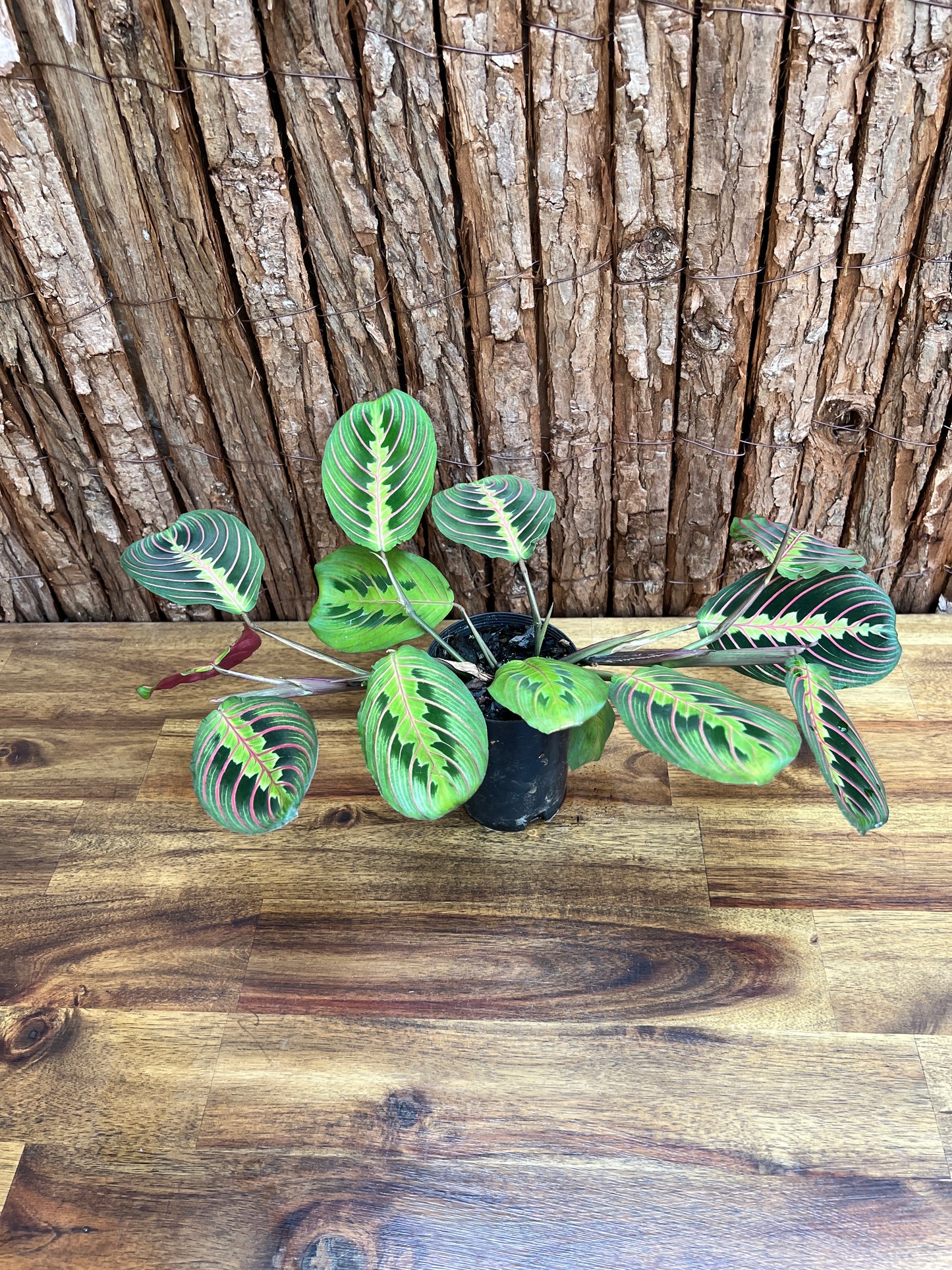 Maranta leuconeura Red Vein Prayer Plant C228