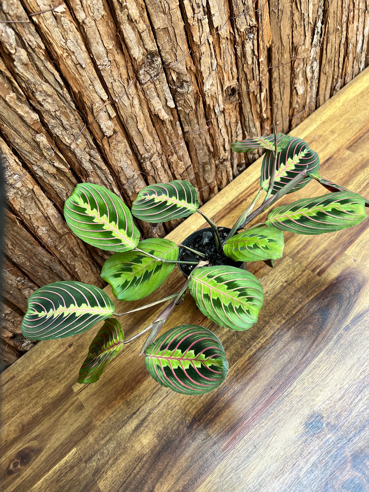 Maranta leuconeura Red Vein Prayer Plant C228