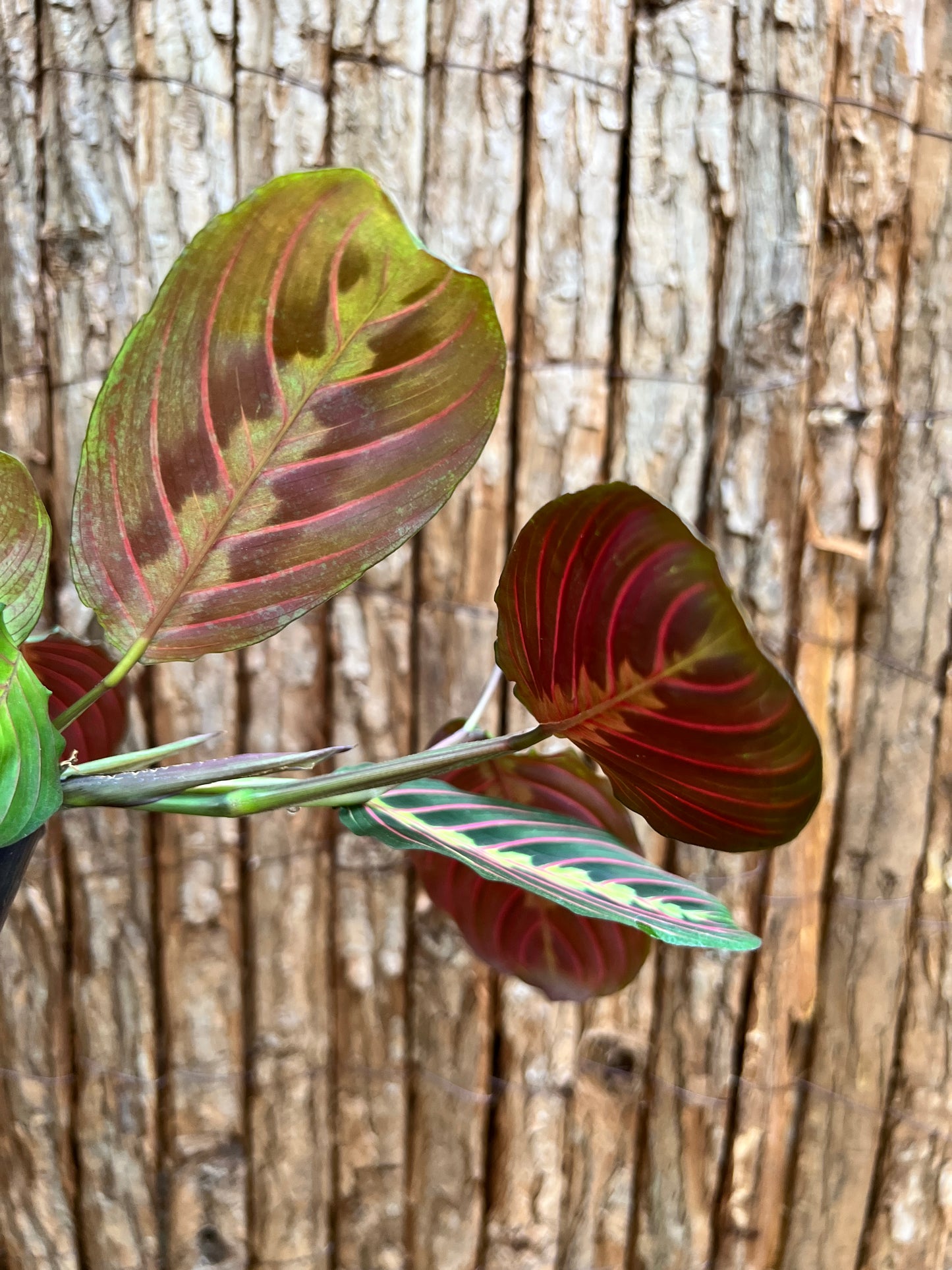 Maranta leuconeura Red Vein Prayer Plant C228