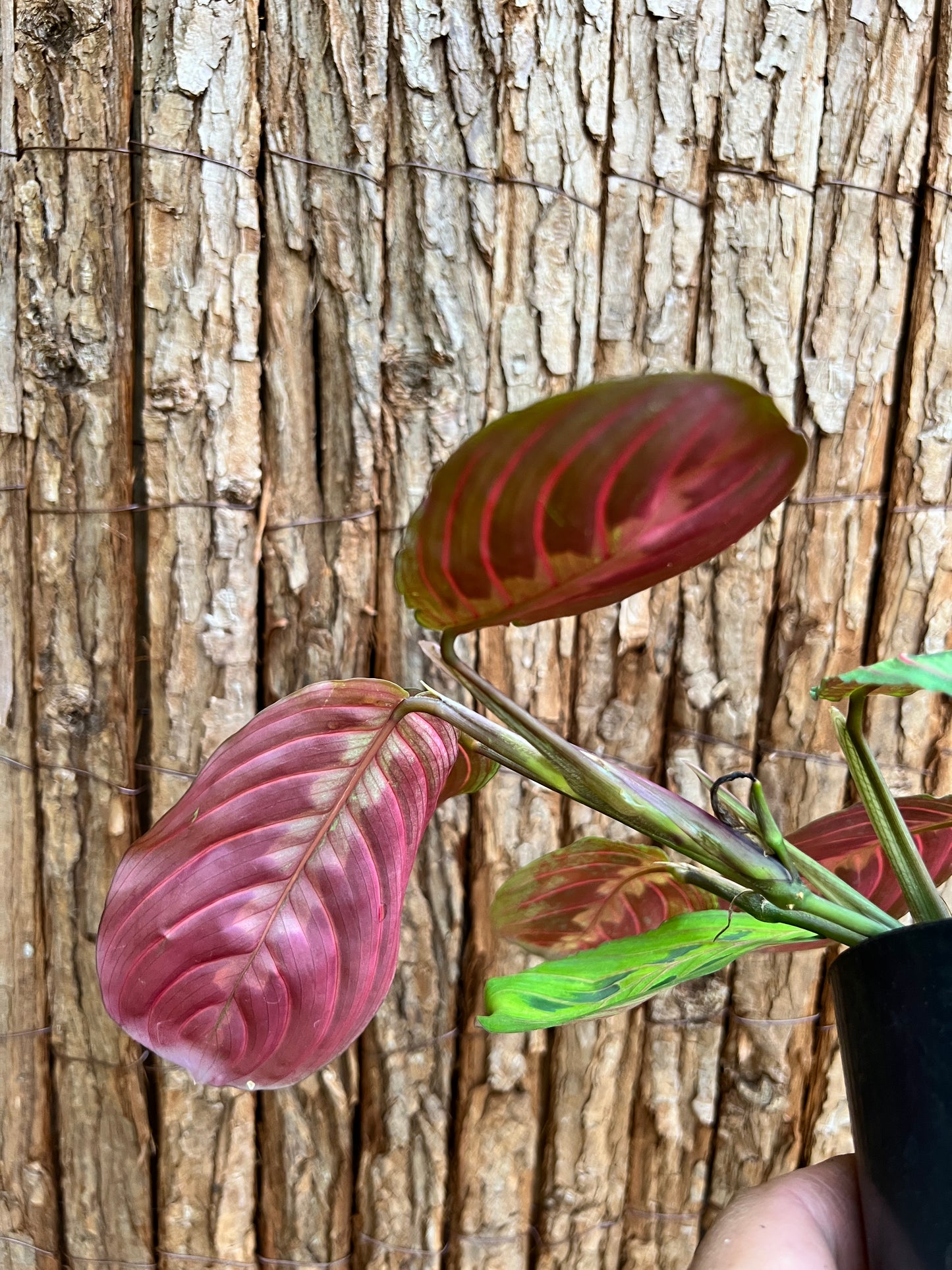 Maranta leuconeura Red Vein Prayer Plant C228