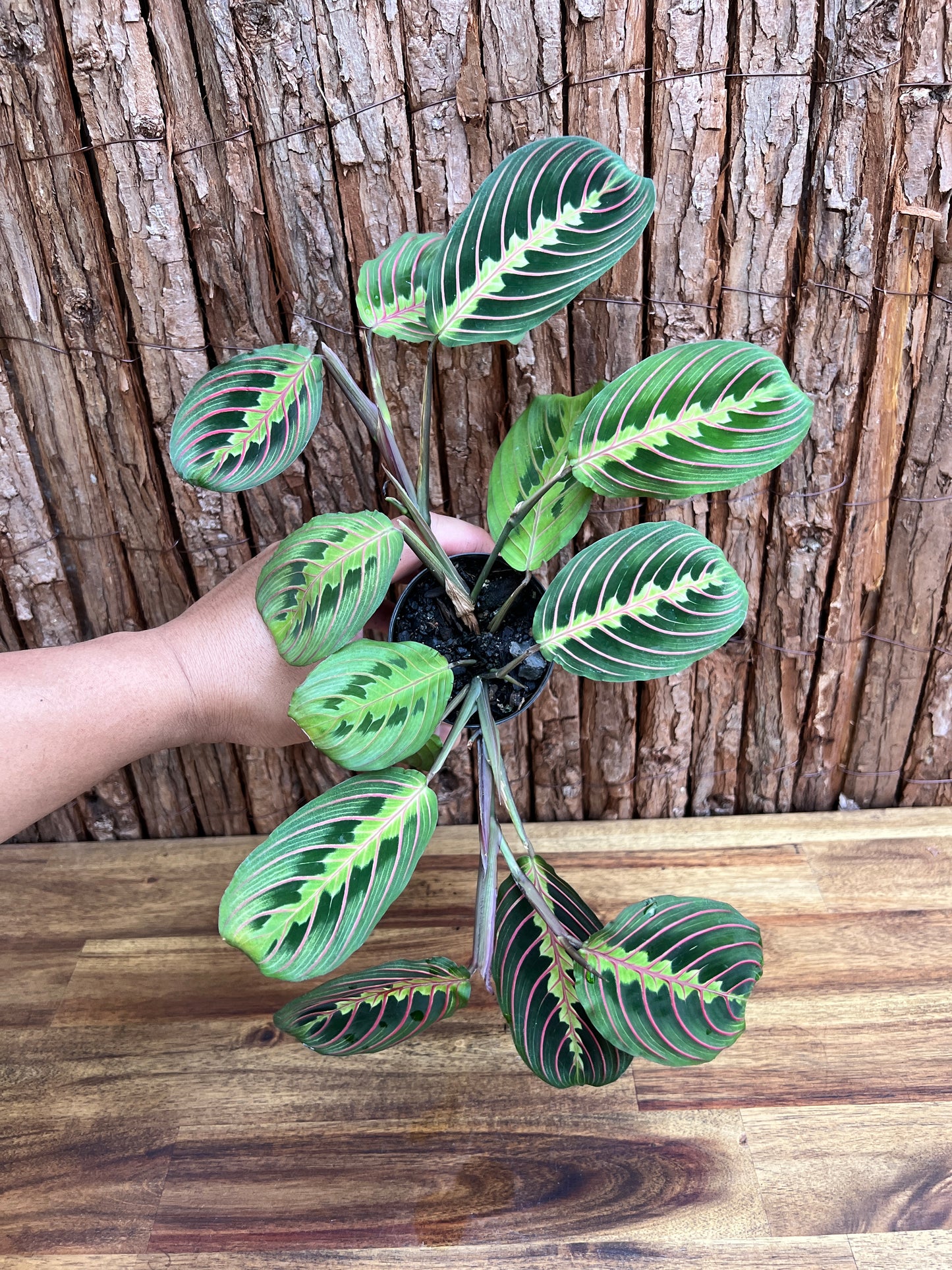 Maranta leuconeura Red Vein Prayer Plant C228