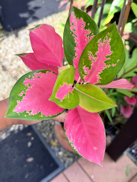Aglaonema 'China Red' M36