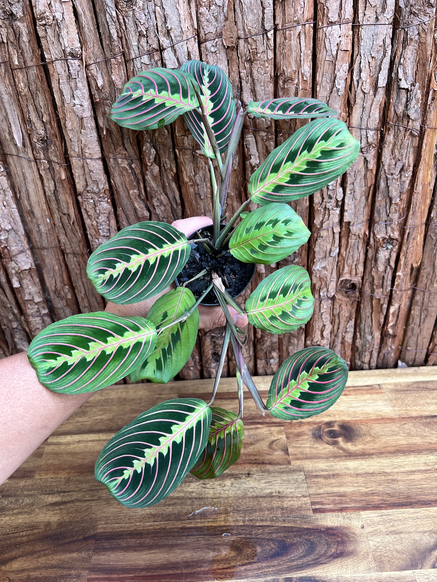 Maranta leuconeura Red Vein Prayer Plant C228